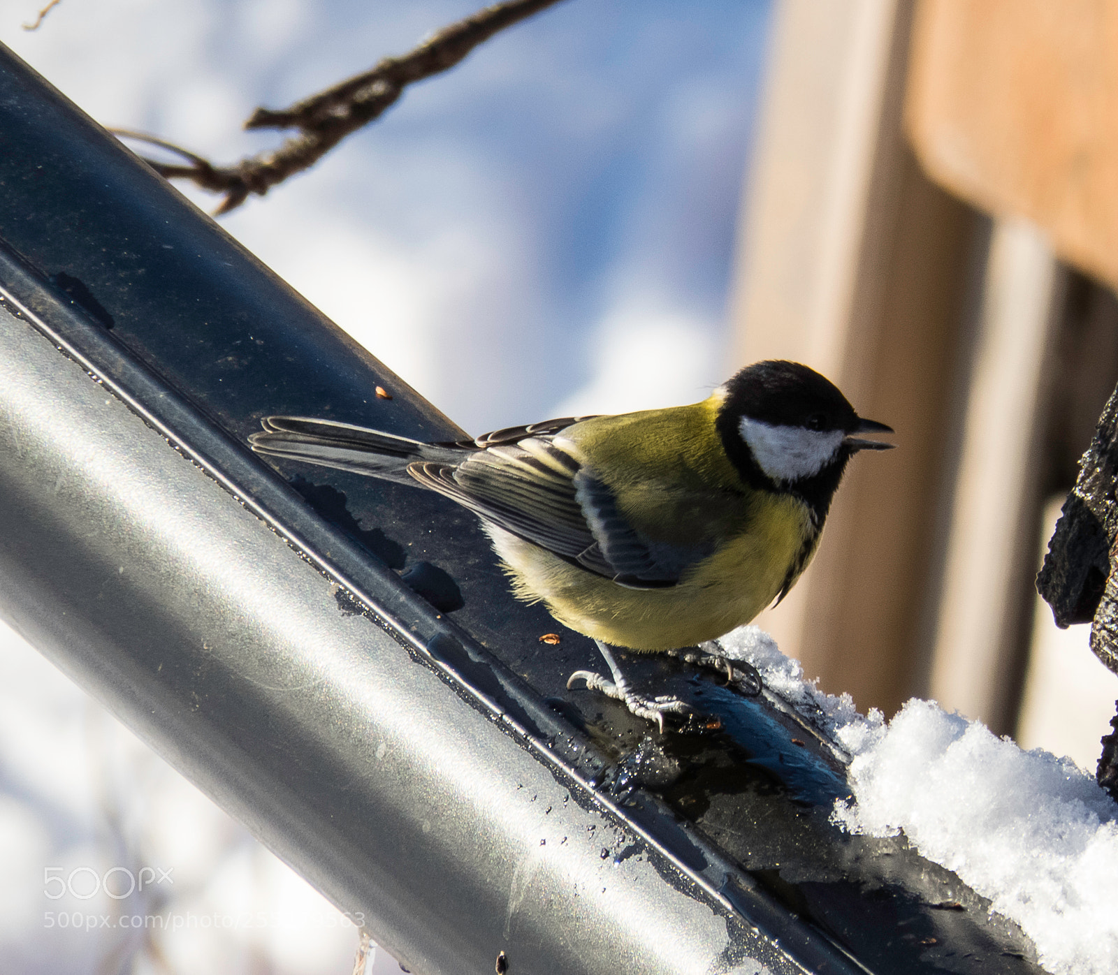 Canon PowerShot SX60 HS sample photo. Great tit talgoxe o photography