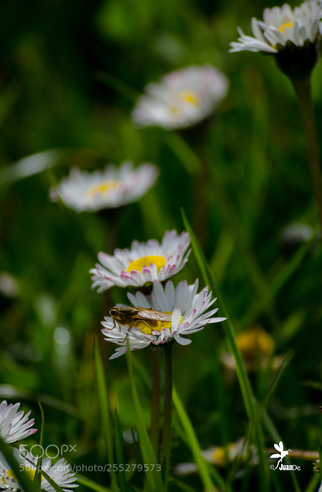Nikon D5100 sample photo. Buenos d as. serie photography