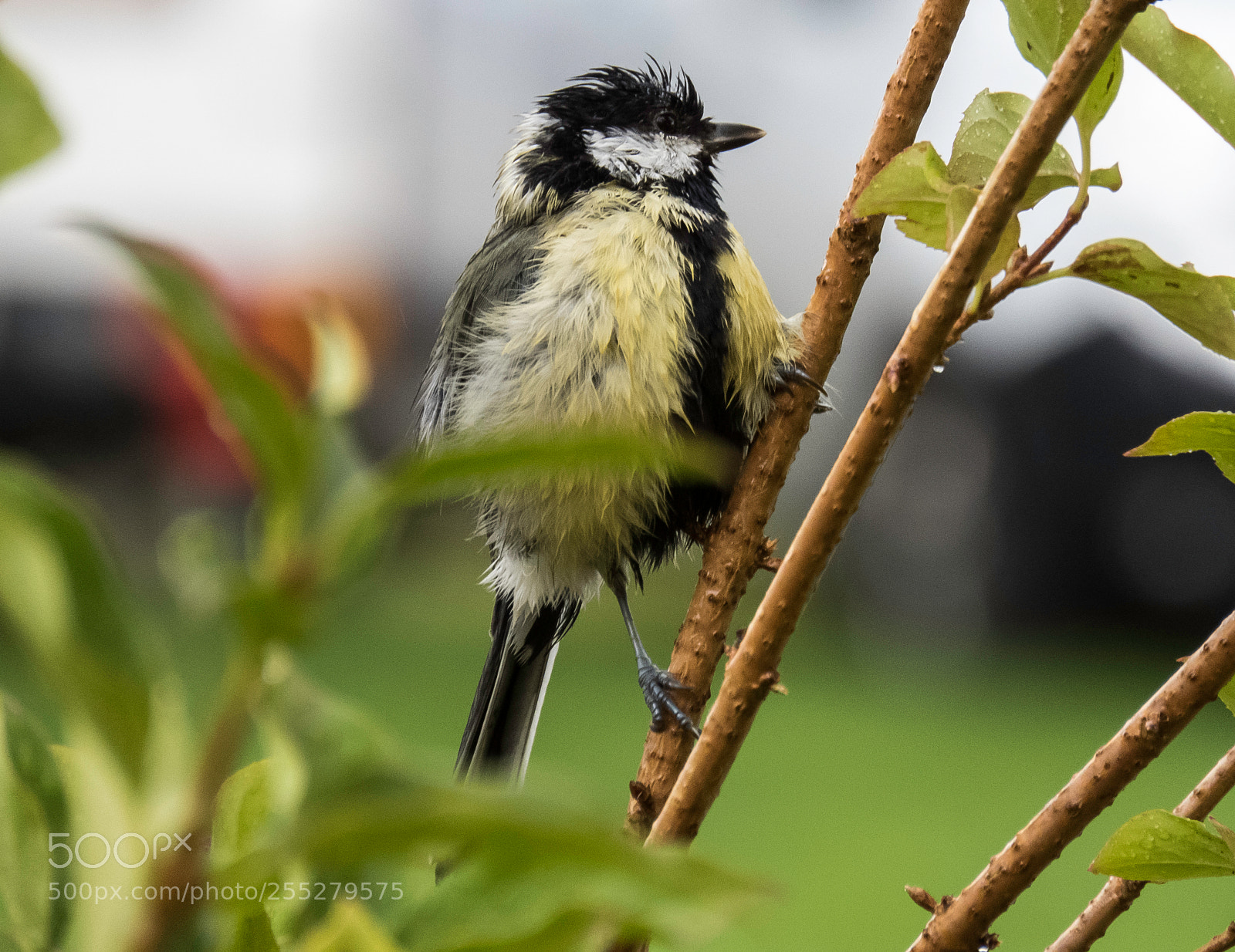 Canon PowerShot SX60 HS sample photo. Great tit talgoxe o photography