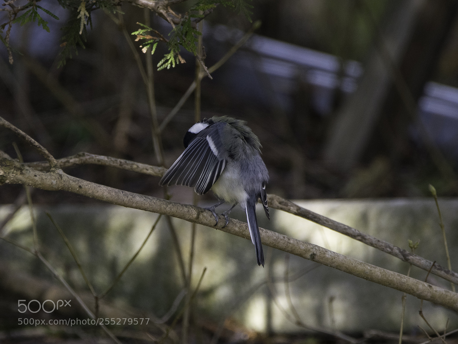 Nikon D5300 sample photo. Great tit talgoxe o photography
