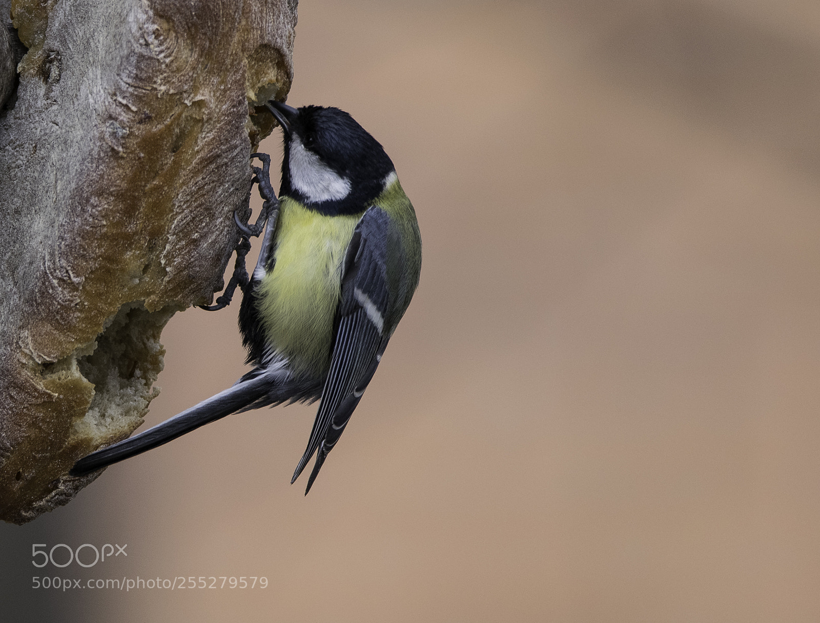 Nikon D5300 sample photo. Great tit talgoxe o photography