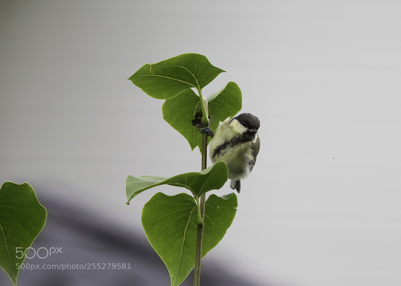 Nikon D5300 sample photo. Great tit talgoxe o photography