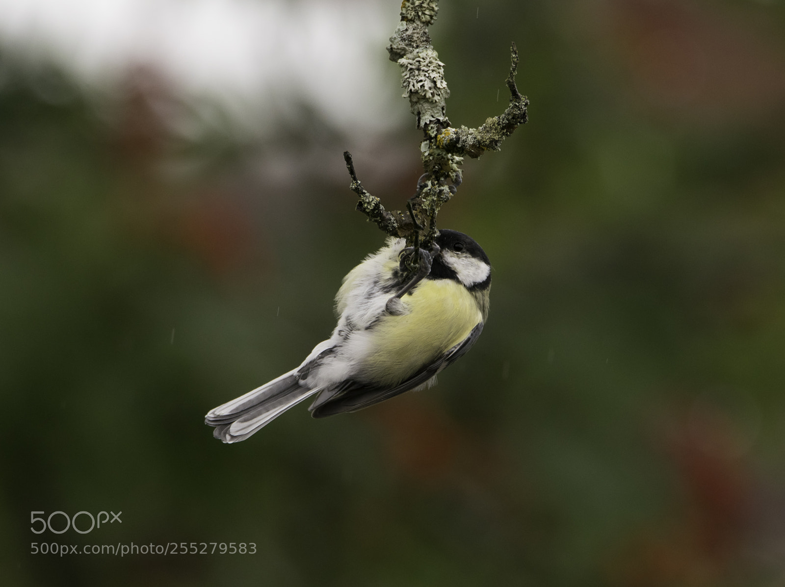 Nikon D5300 sample photo. Great tit talgoxe o photography