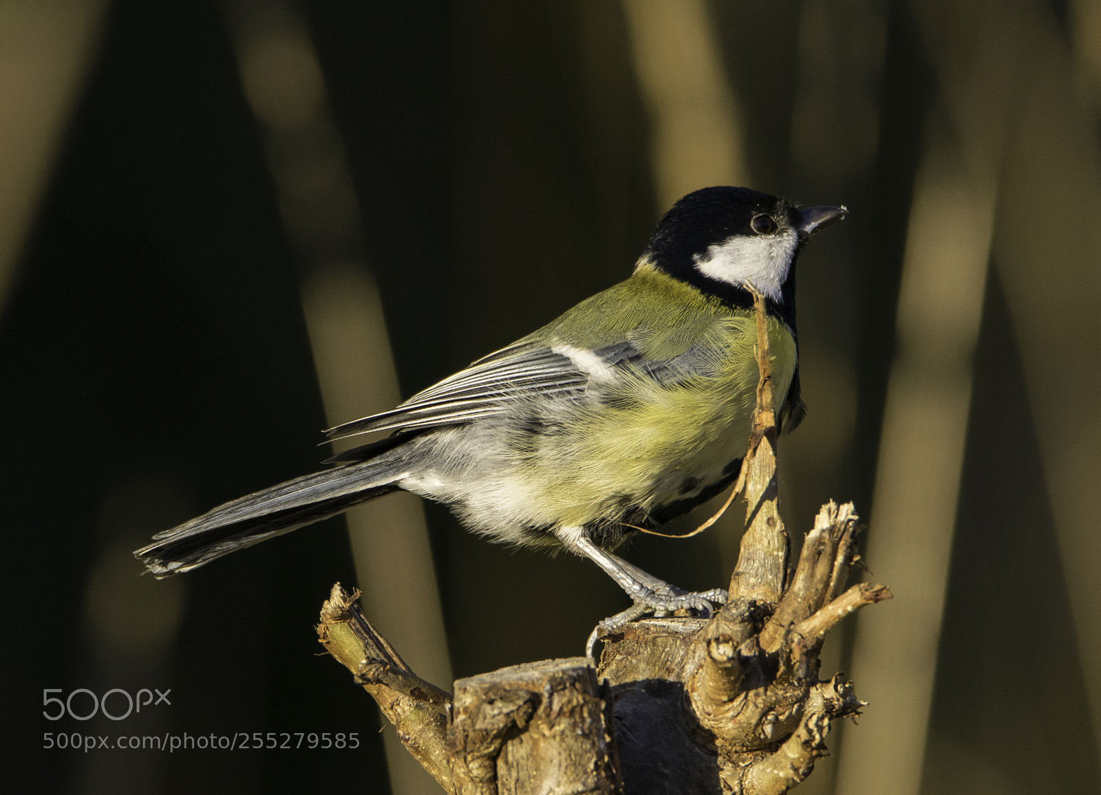 Nikon D5300 sample photo. Great tit talgoxe o photography