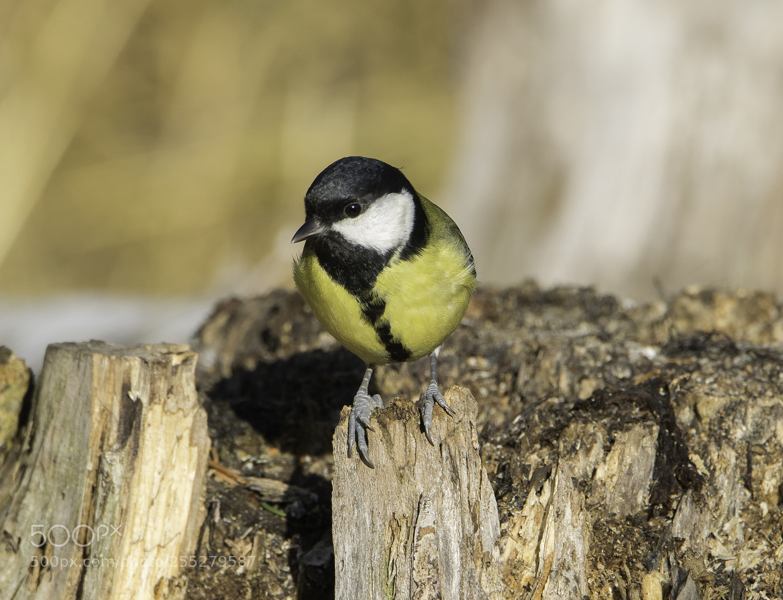Nikon D5300 sample photo. Great tit talgoxe o photography