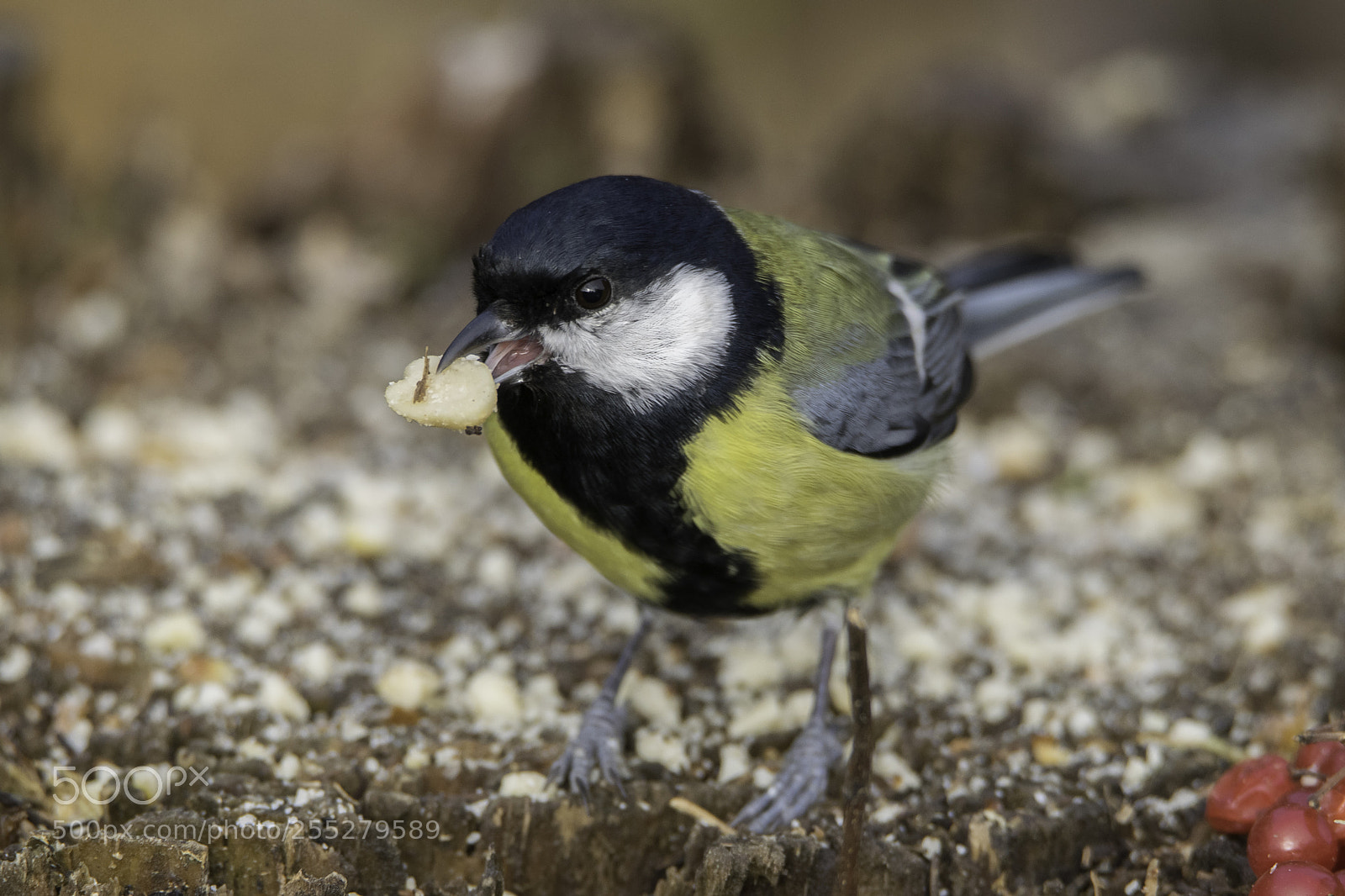 Nikon D5300 sample photo. Great tit talgoxe o photography