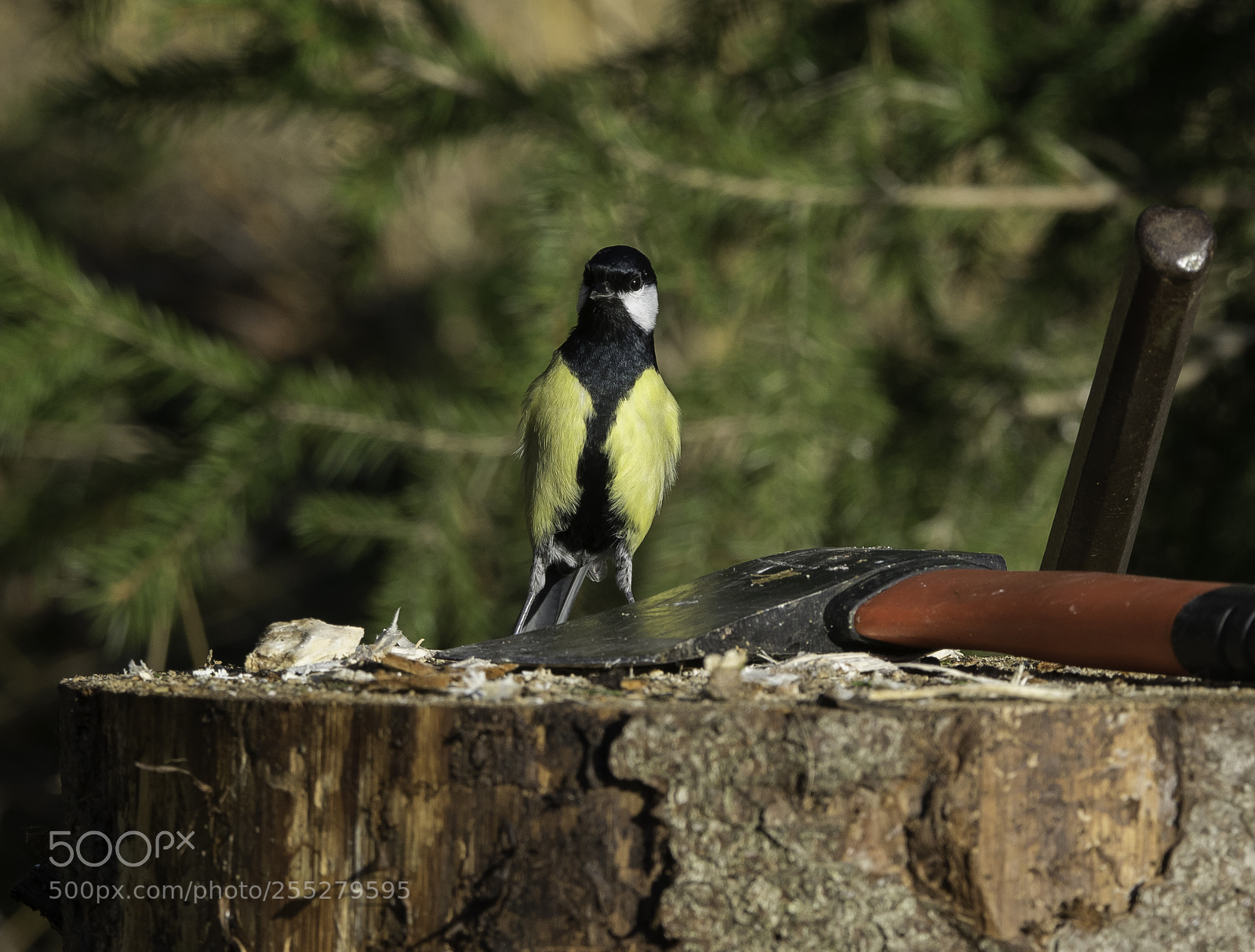 Nikon D5300 sample photo. Great tit talgoxe o photography