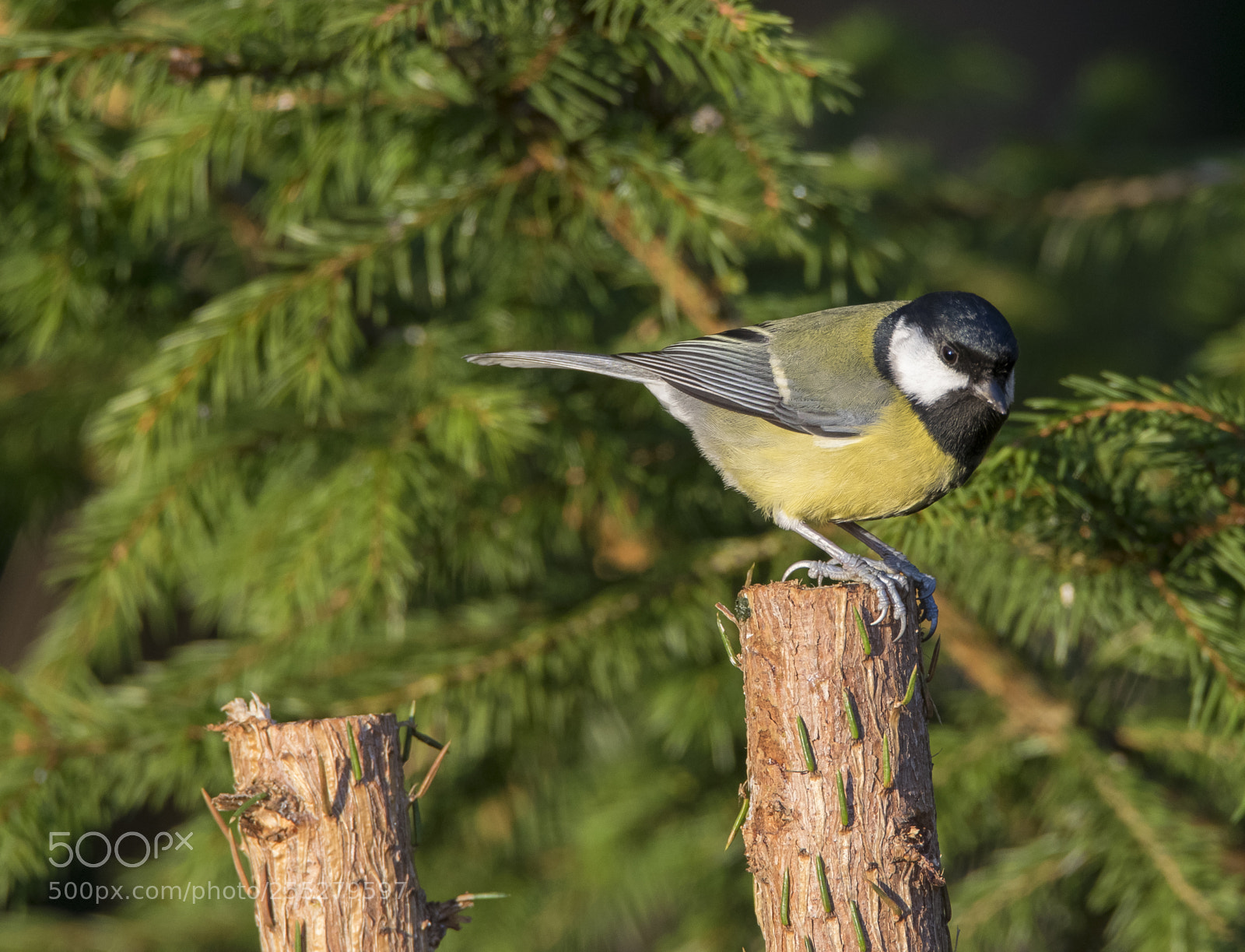 Nikon D5300 sample photo. Great tit talgoxe o photography