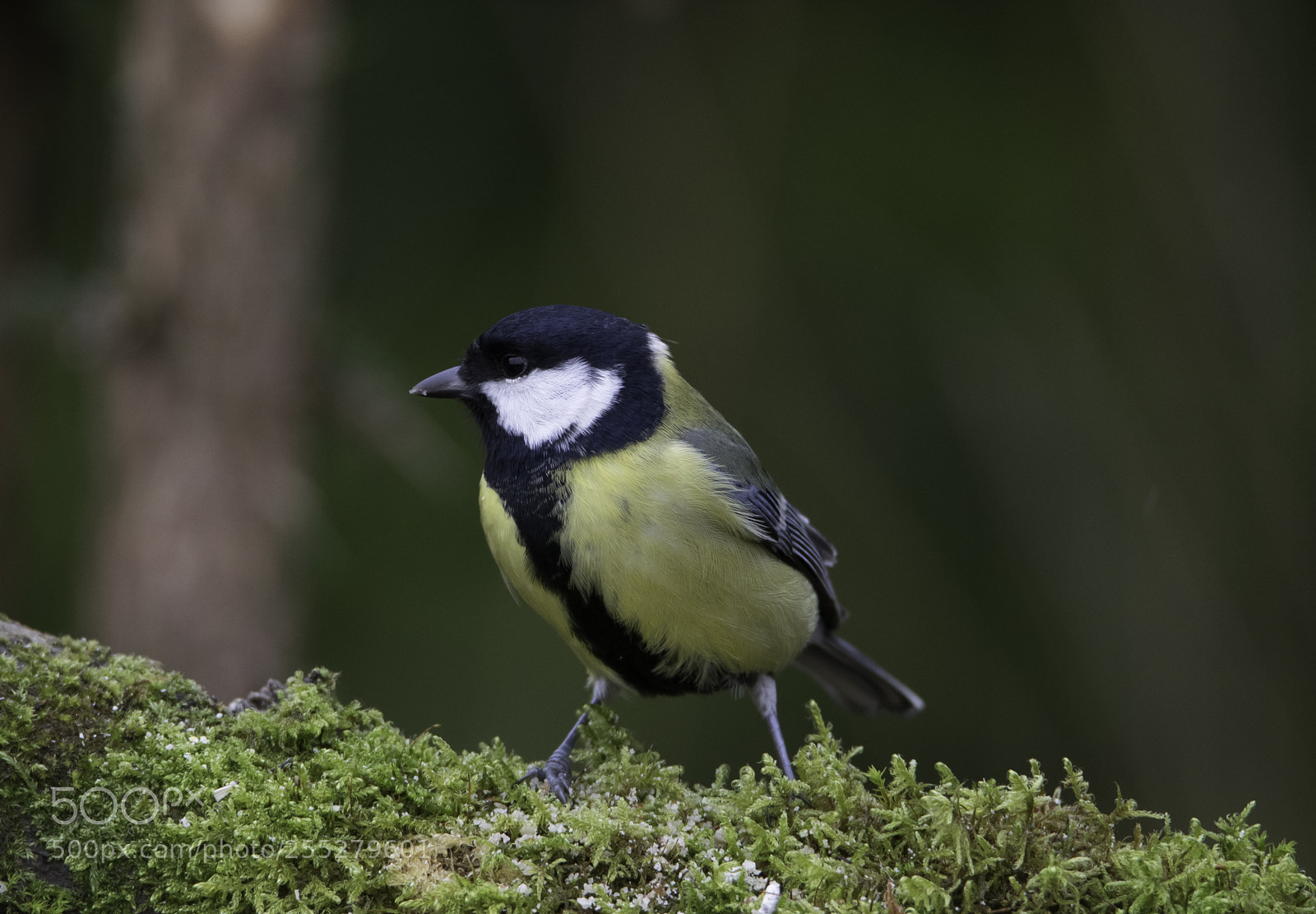Nikon D5300 sample photo. Great tit talgoxe o photography