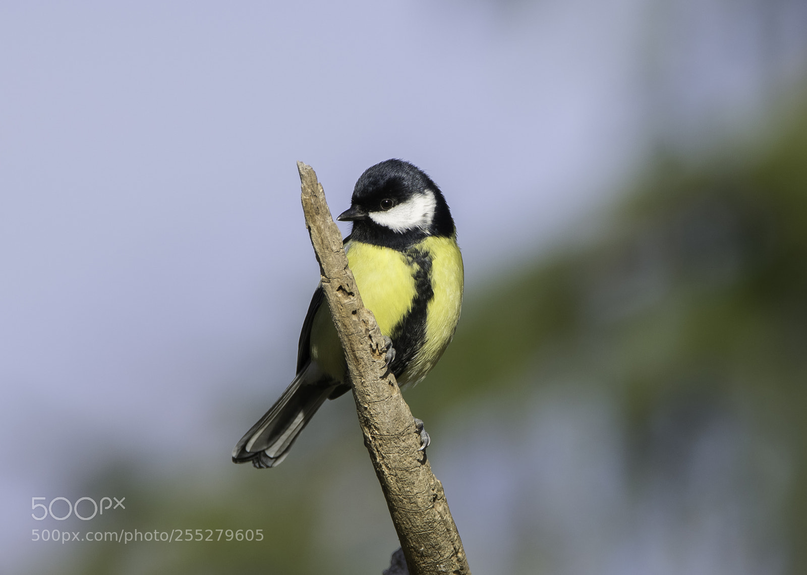 Nikon D5300 sample photo. Great tit talgoxe o photography
