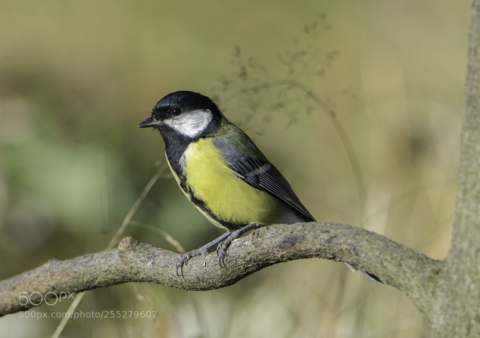 Nikon D5300 sample photo. Great tit talgoxe o photography