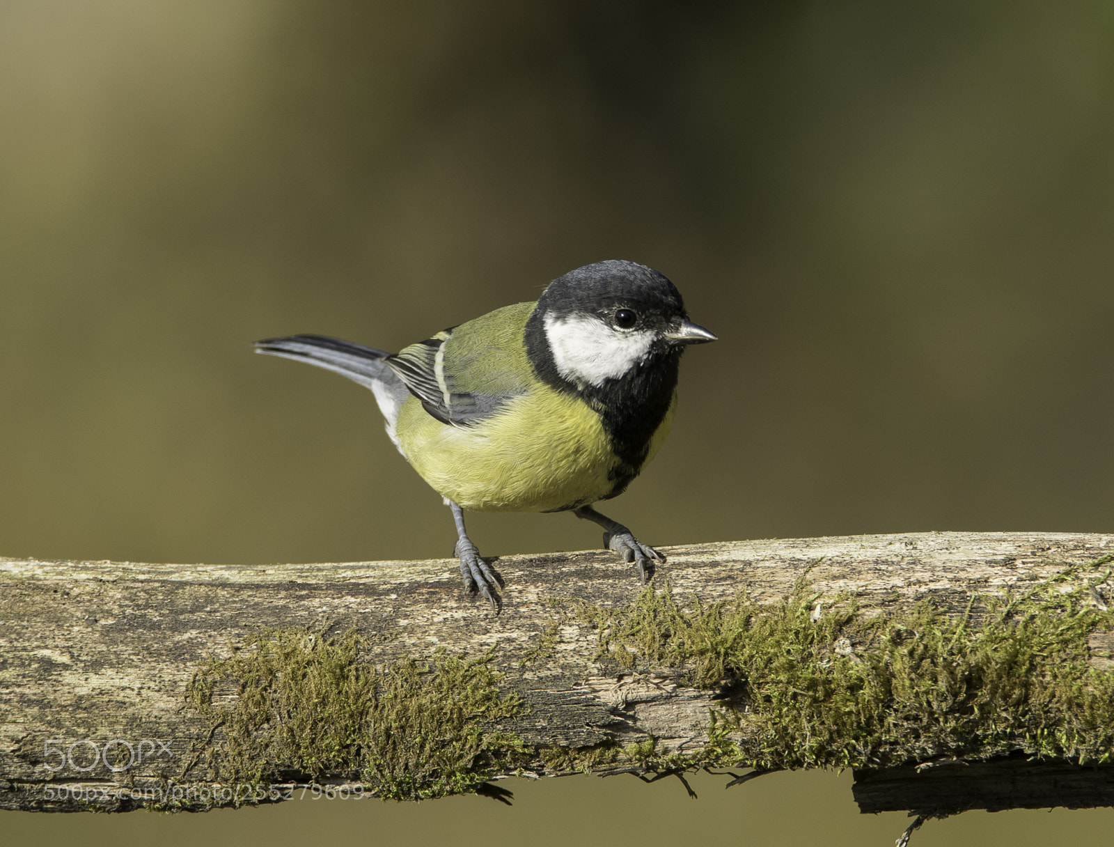 Nikon D5300 sample photo. Great tit talgoxe o photography