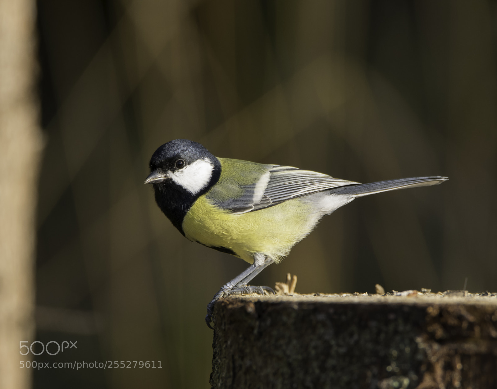 Nikon D5300 sample photo. Great tit talgoxe o photography
