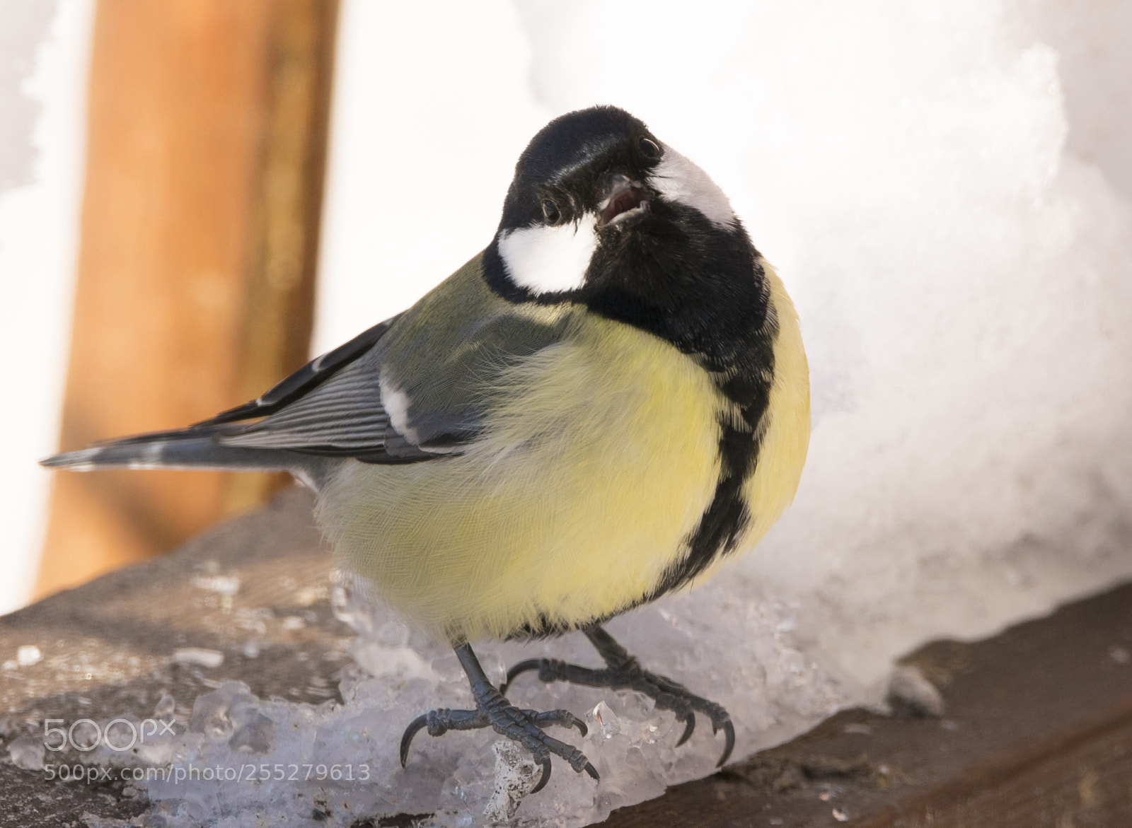 Nikon D5300 sample photo. Great tit talgoxe o photography