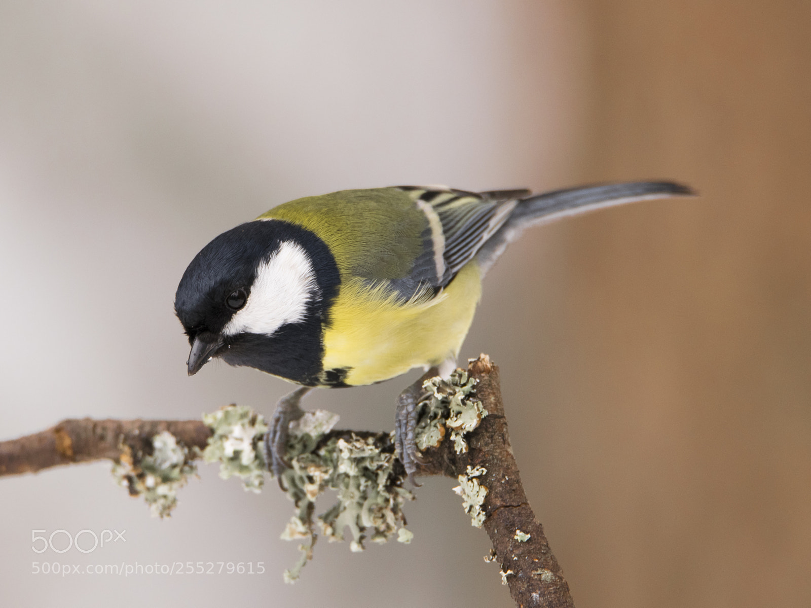 Nikon D5300 sample photo. Great tit talgoxe o photography