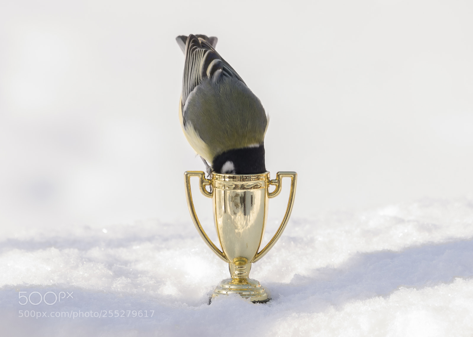 Nikon D5300 sample photo. Great tit talgoxe o photography