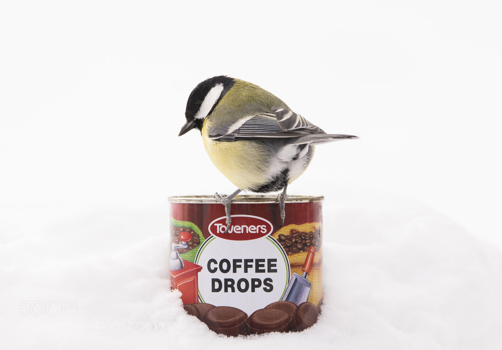Nikon D5300 sample photo. Great tit talgoxe o photography