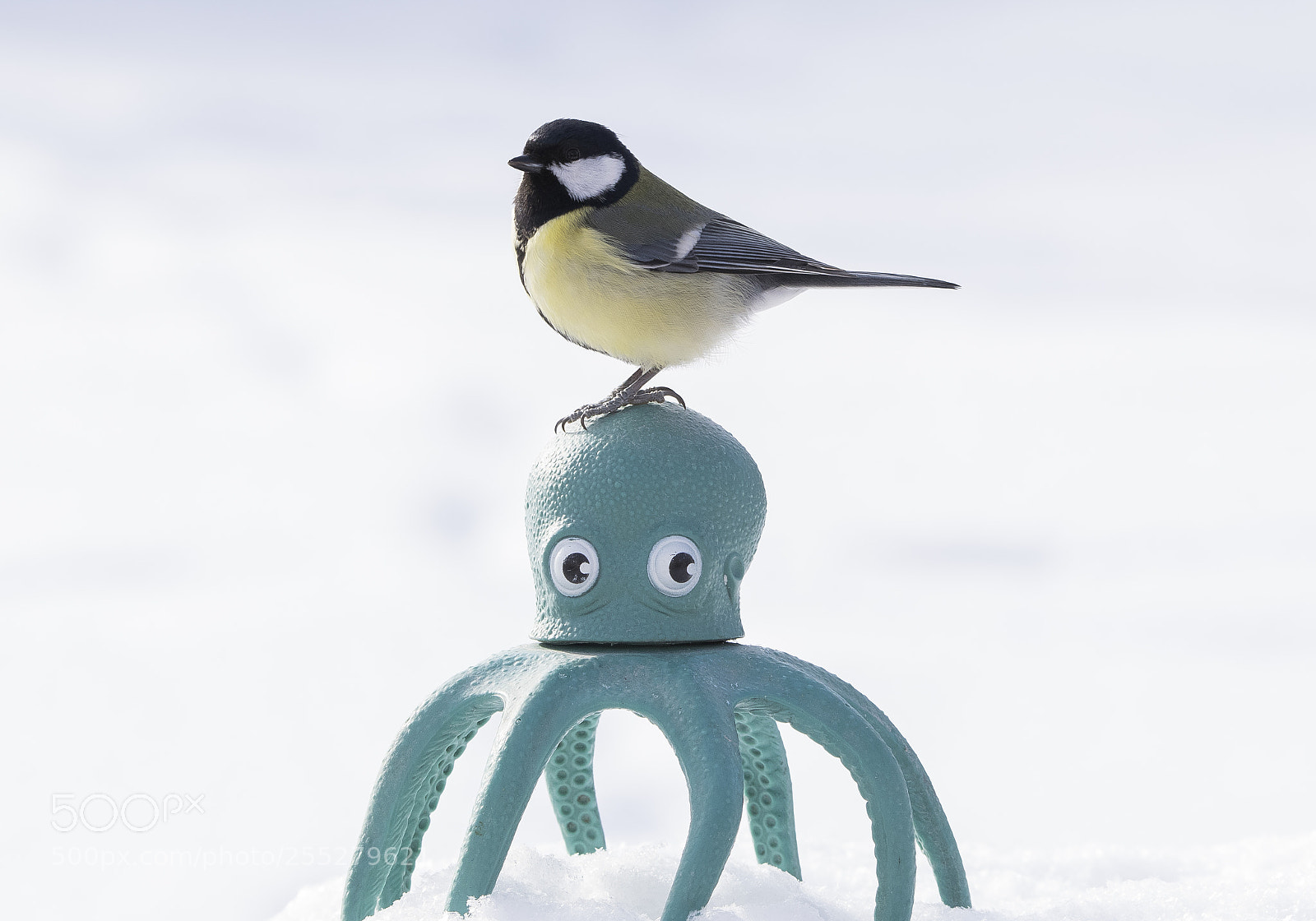 Nikon D5300 sample photo. Great tit talgoxe o photography