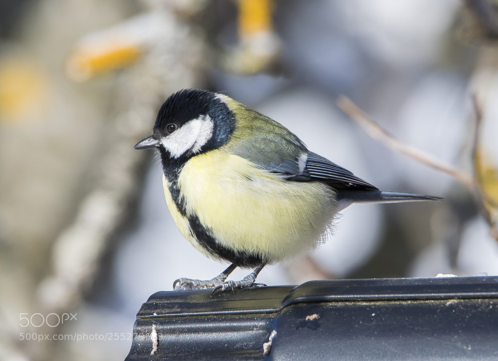 Nikon D5300 sample photo. Great tit talgoxe o photography