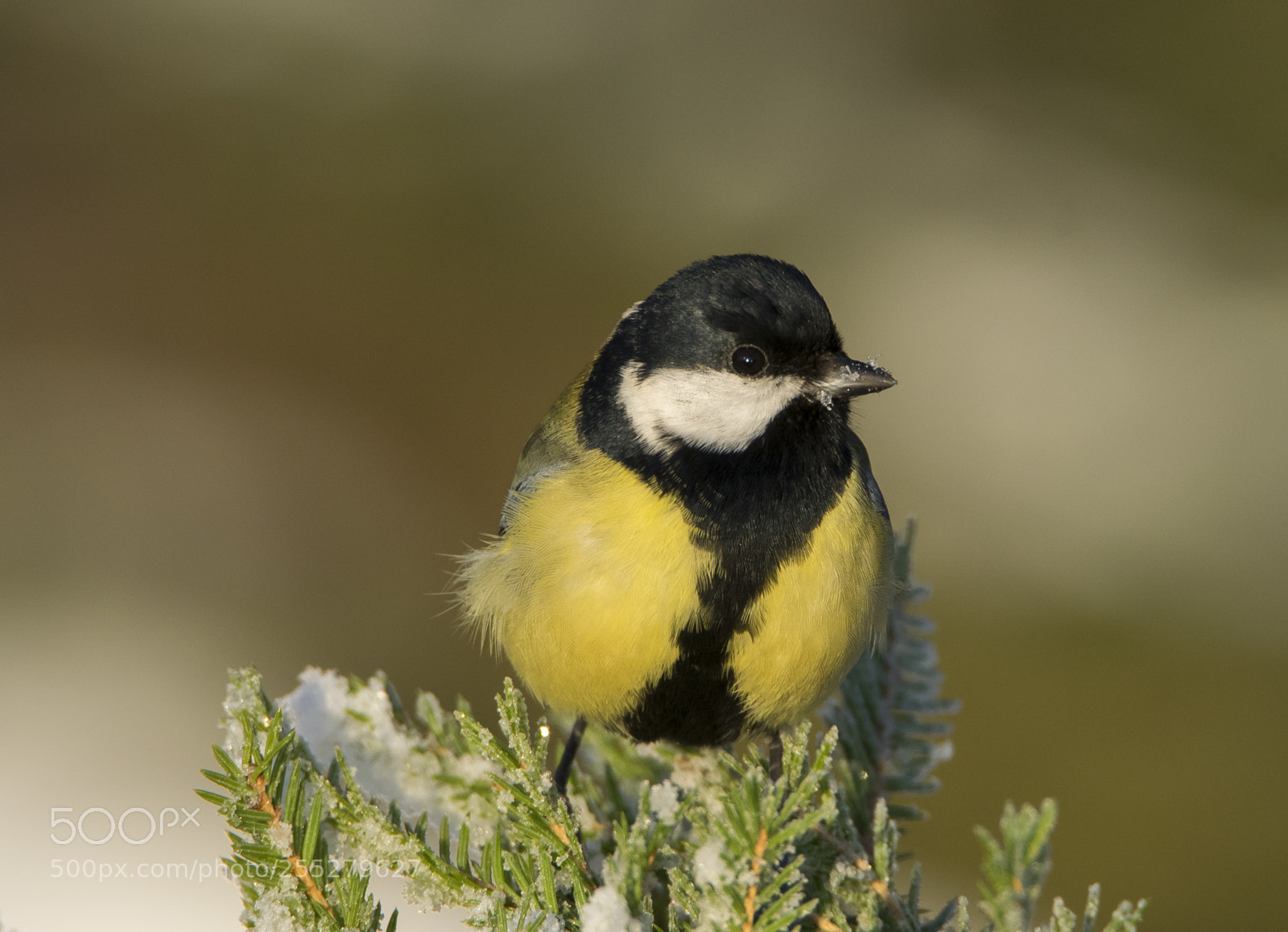 Nikon D5300 sample photo. Great tit talgoxe o photography