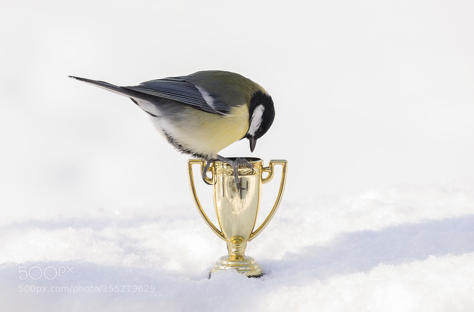 Nikon D5300 sample photo. Great tit talgoxe o photography