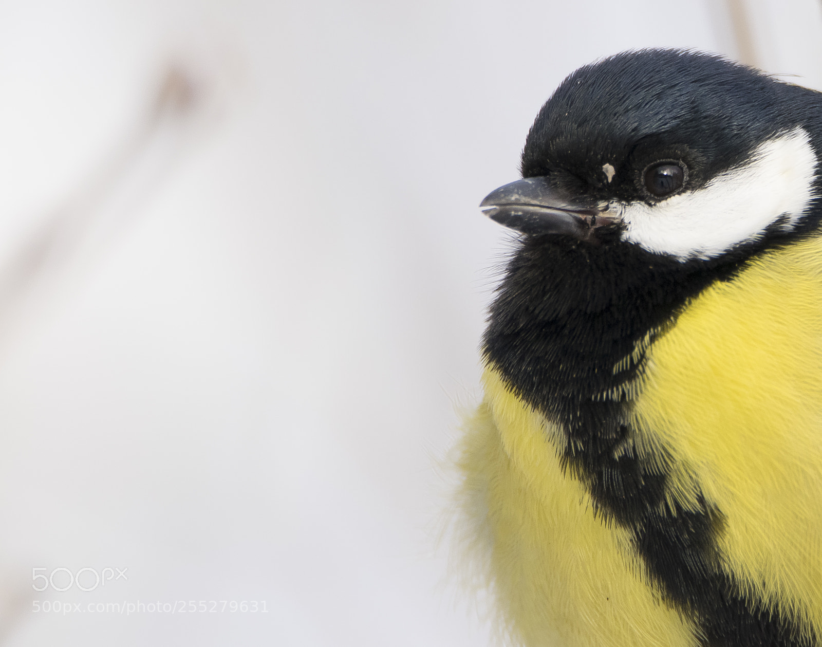Nikon D5300 sample photo. Great tit talgoxe o photography