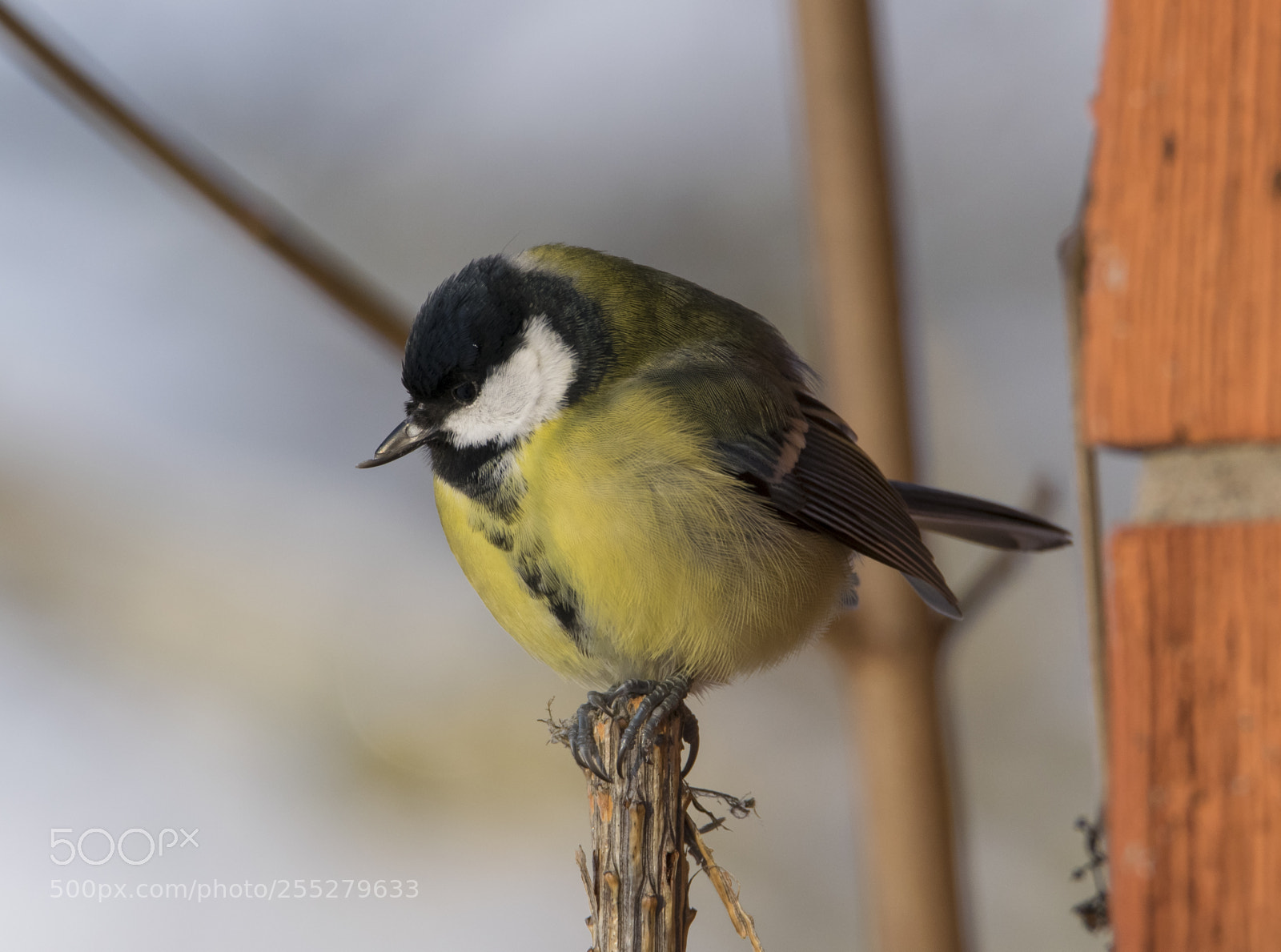Nikon D5300 sample photo. Great tit talgoxe o photography