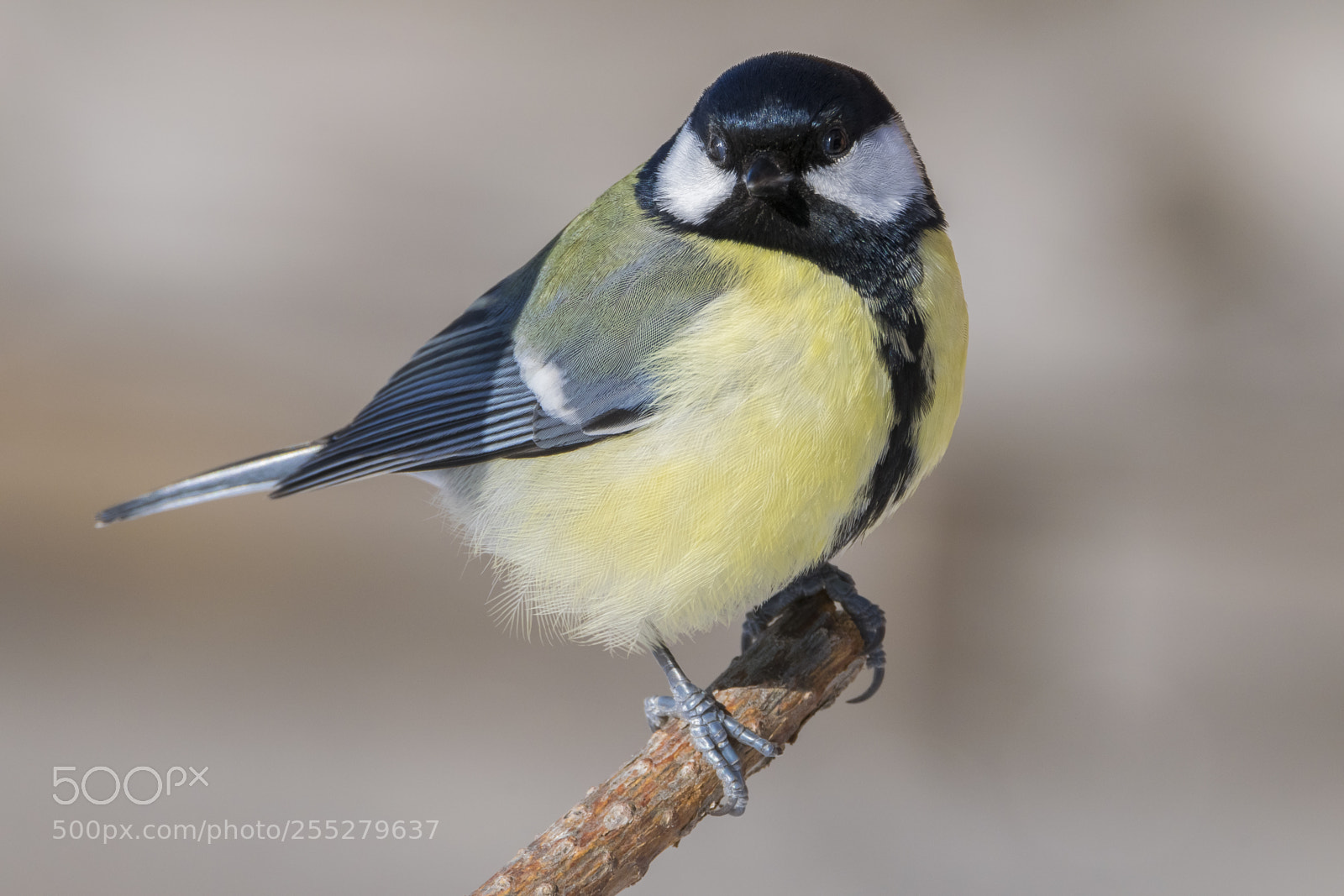 Nikon D5300 sample photo. Great tit talgoxe o photography
