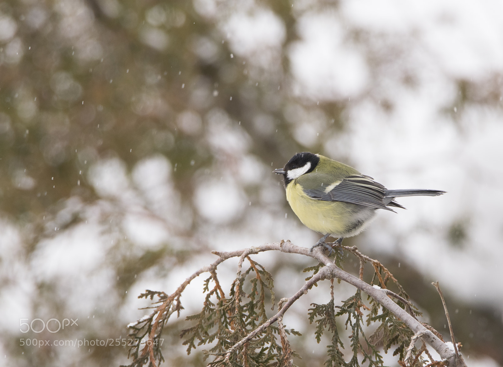 Nikon D5300 sample photo. Great tit talgoxe o photography