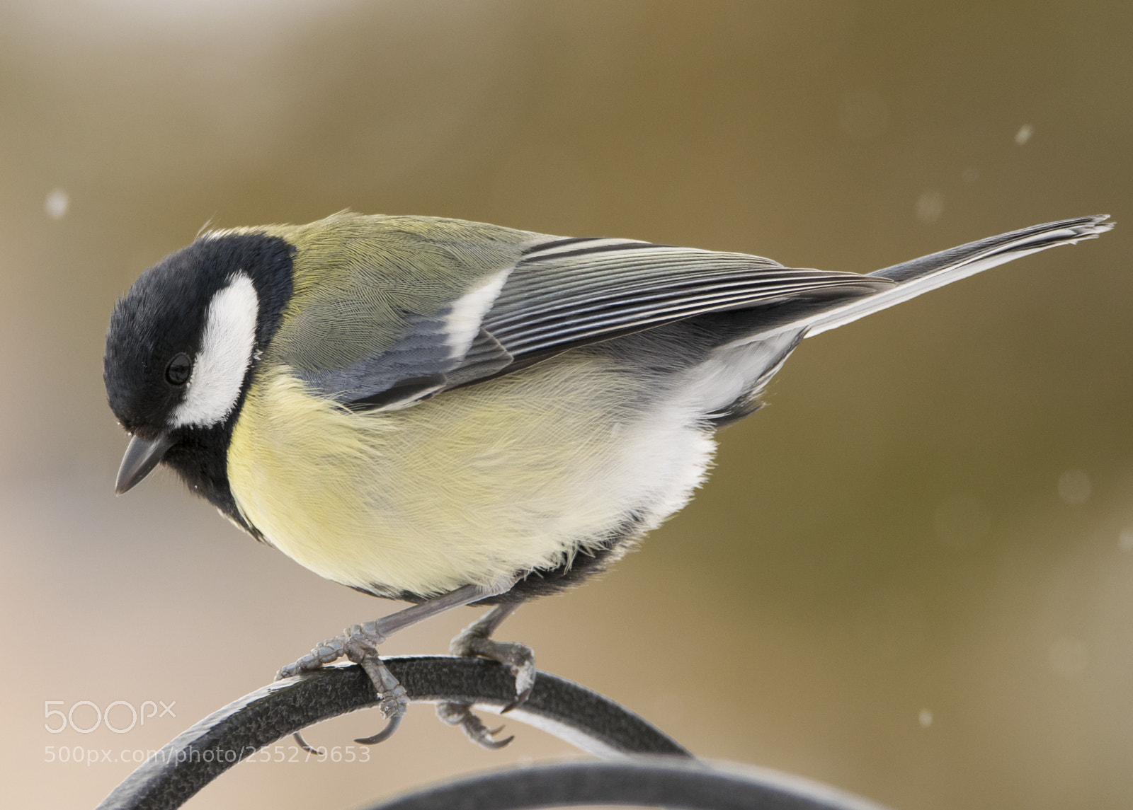 Nikon D5300 sample photo. Great tit talgoxe o photography