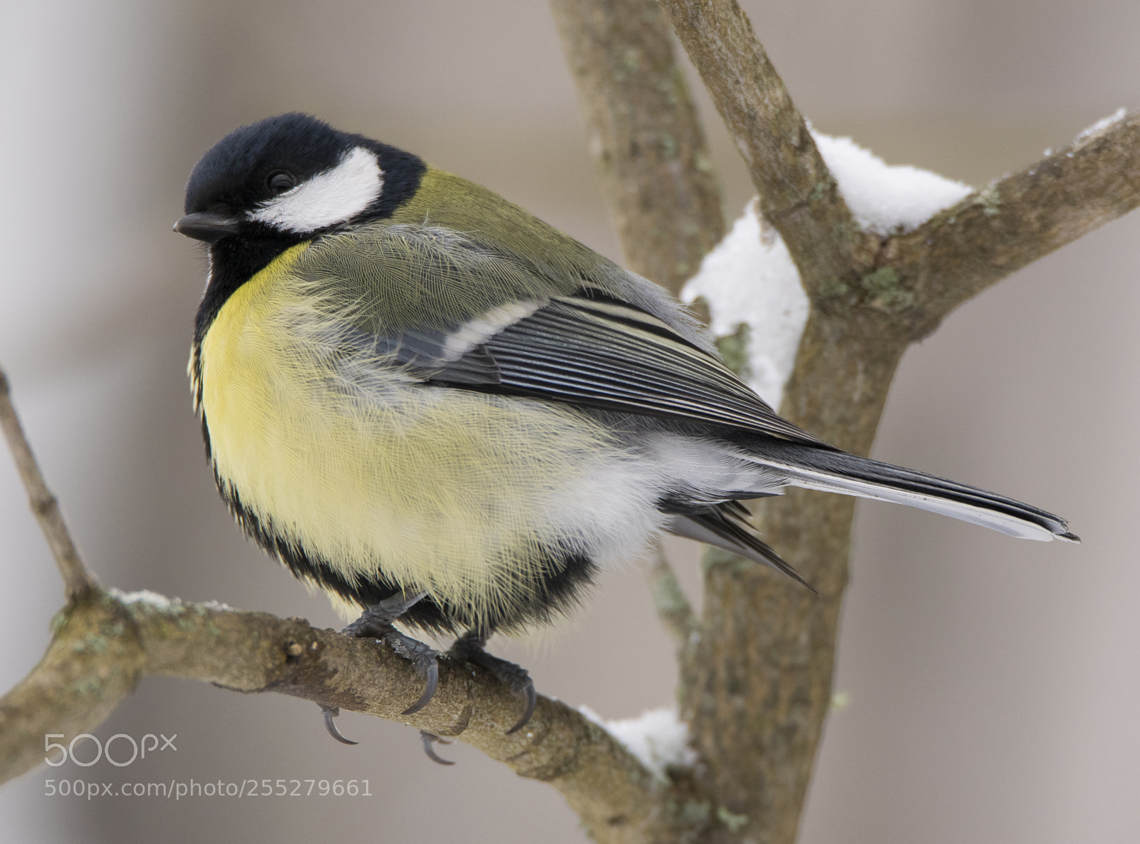 Nikon D5300 sample photo. Great tit talgoxe o photography