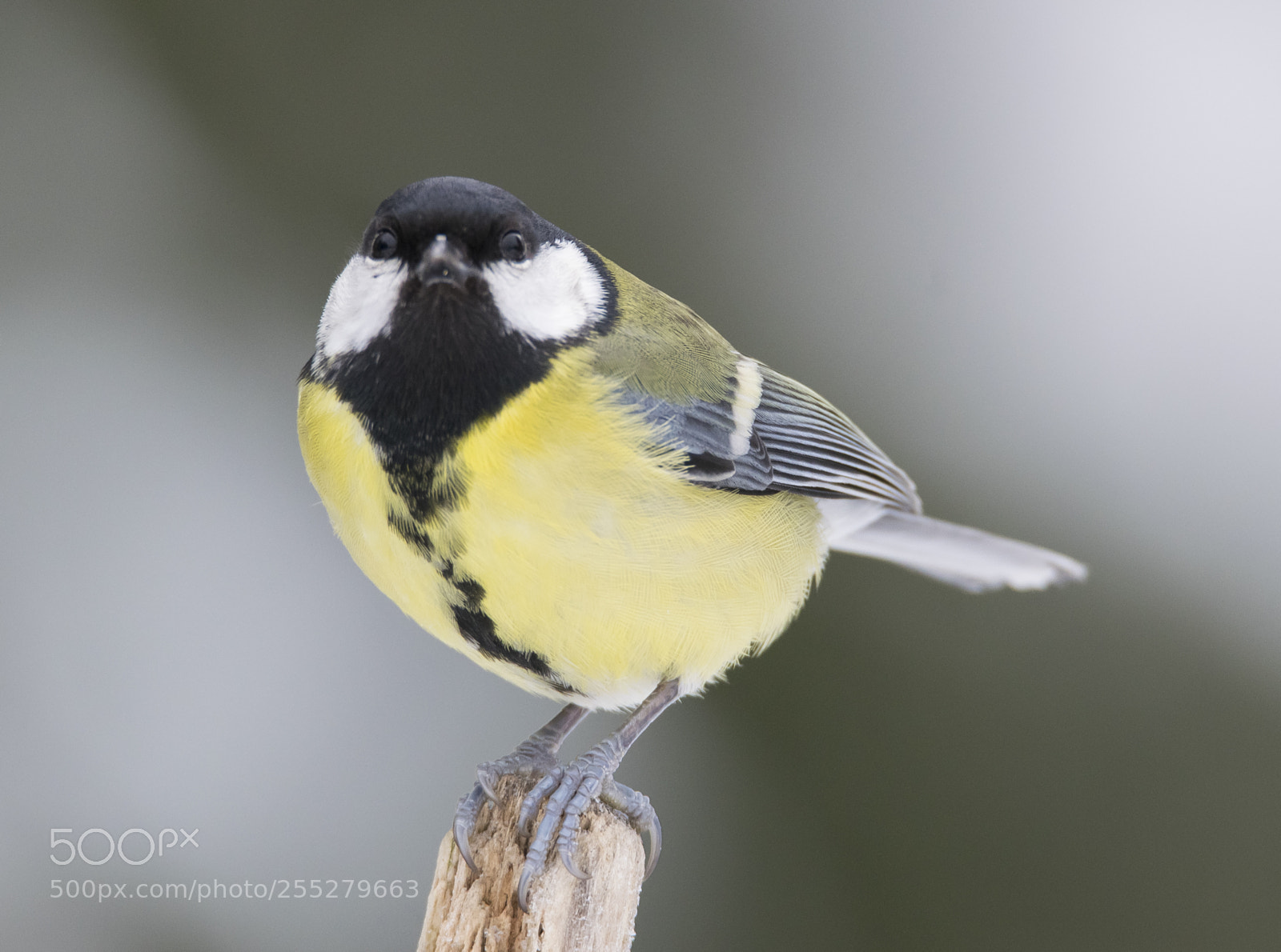 Nikon D5300 sample photo. Great tit talgoxe o photography