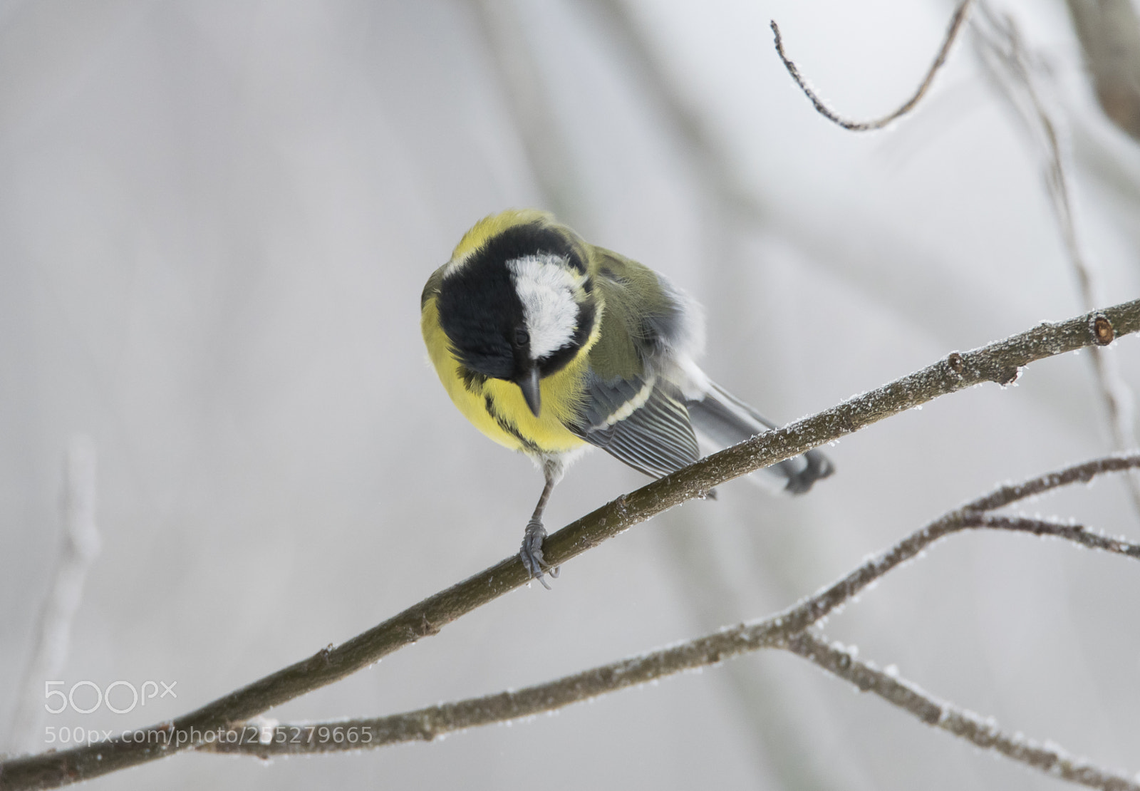 Nikon D5300 sample photo. Great tit talgoxe o photography