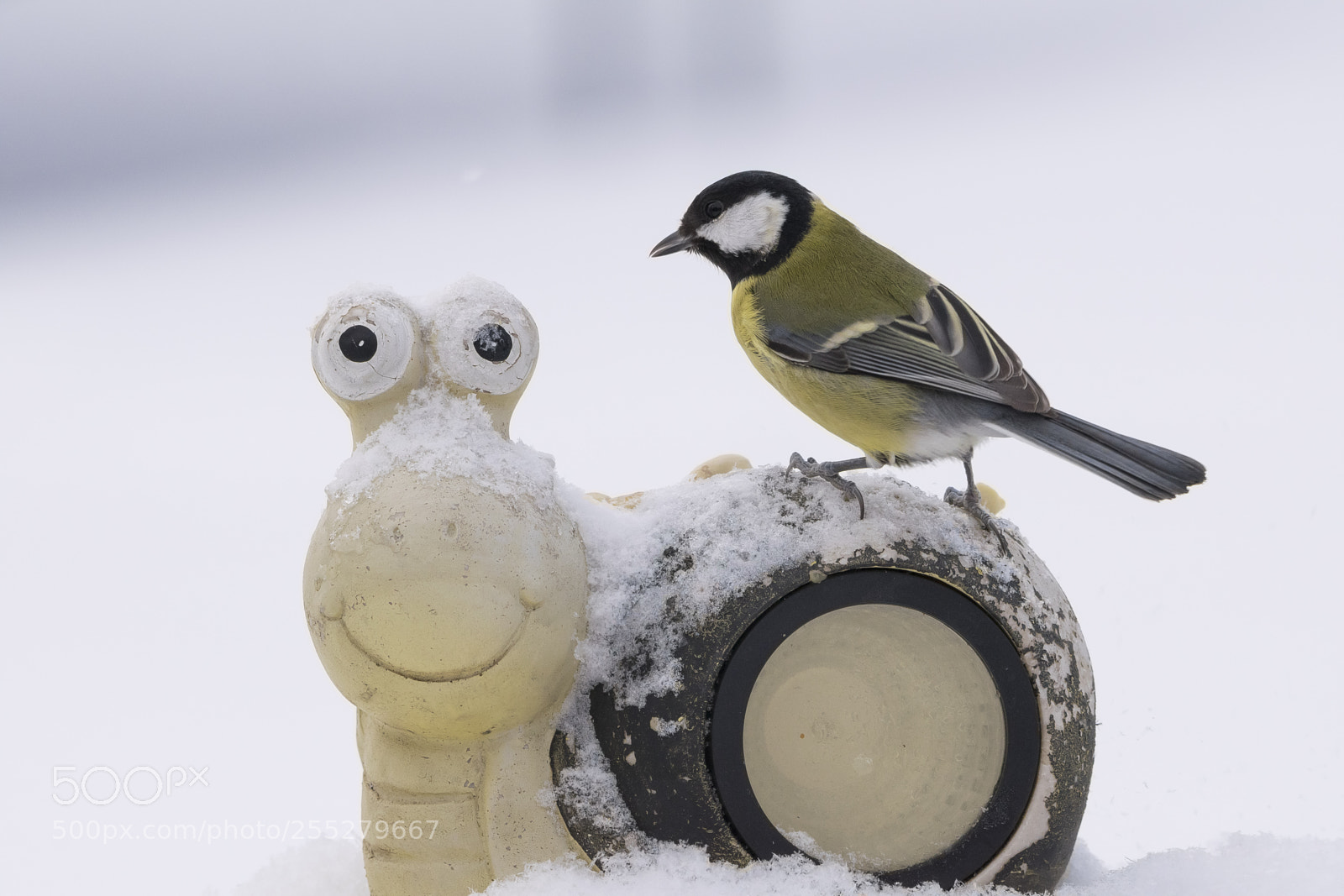 Nikon D5300 sample photo. Great tit talgoxe o photography
