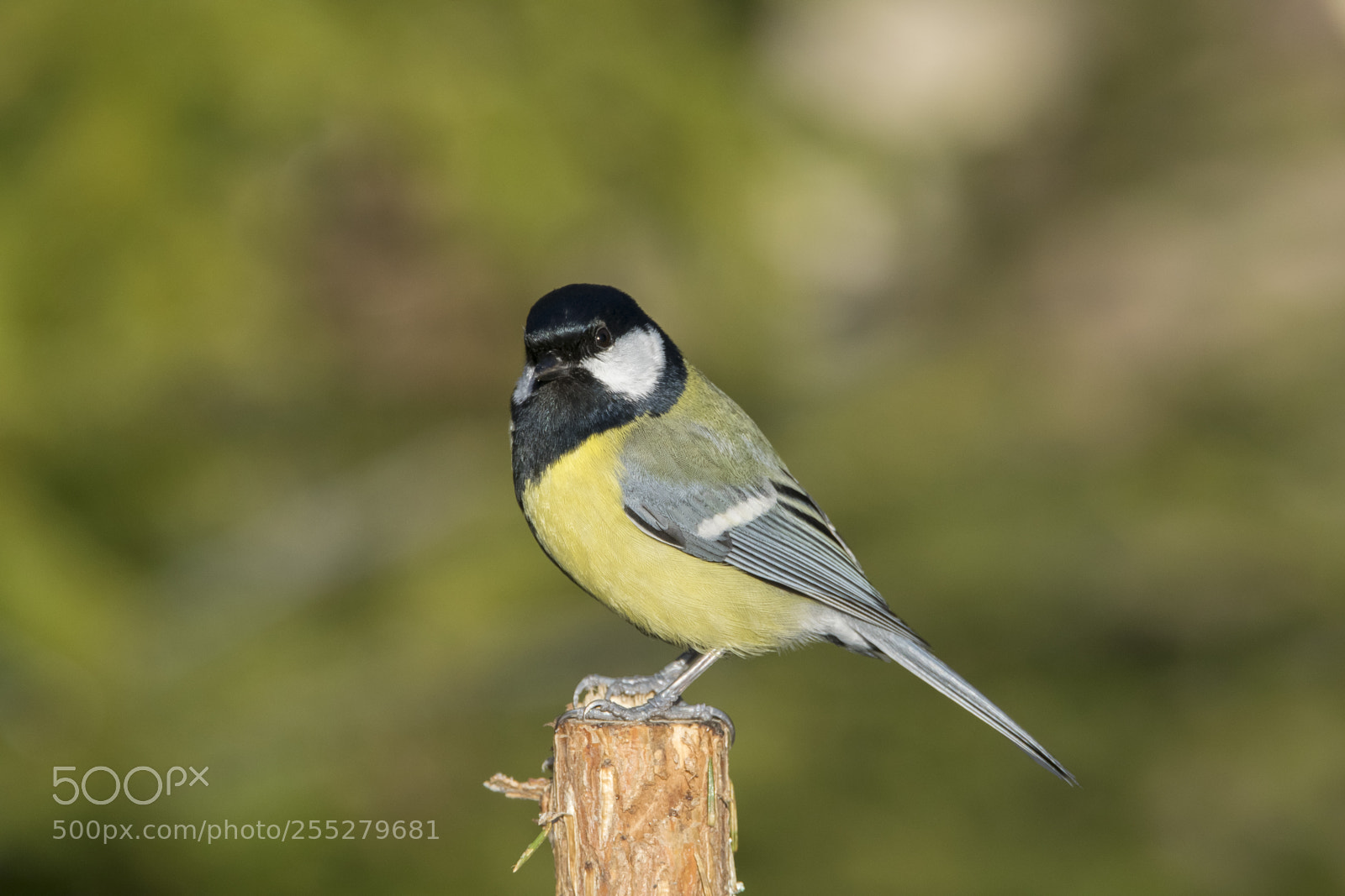 Nikon D5300 sample photo. Great tit talgoxe o photography