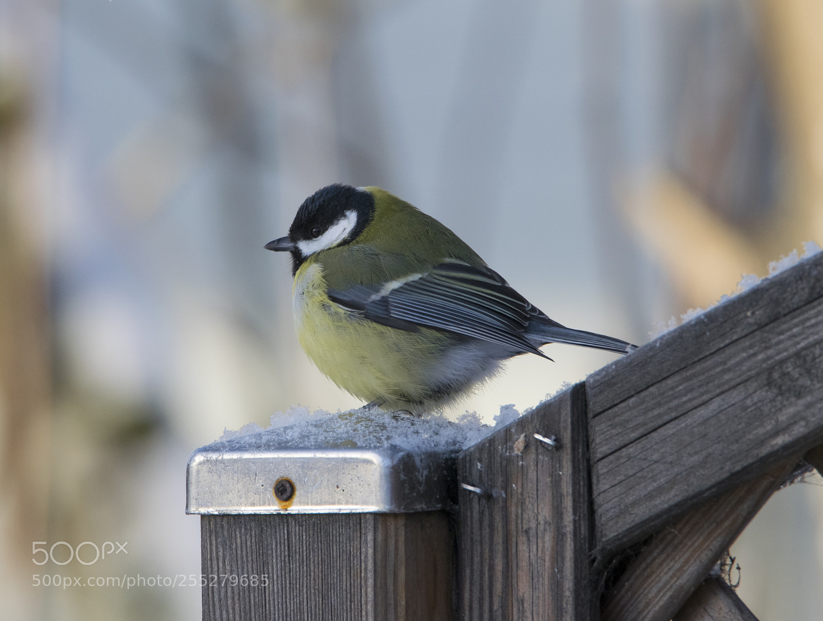 Nikon D5300 sample photo. Great tit talgoxe o photography