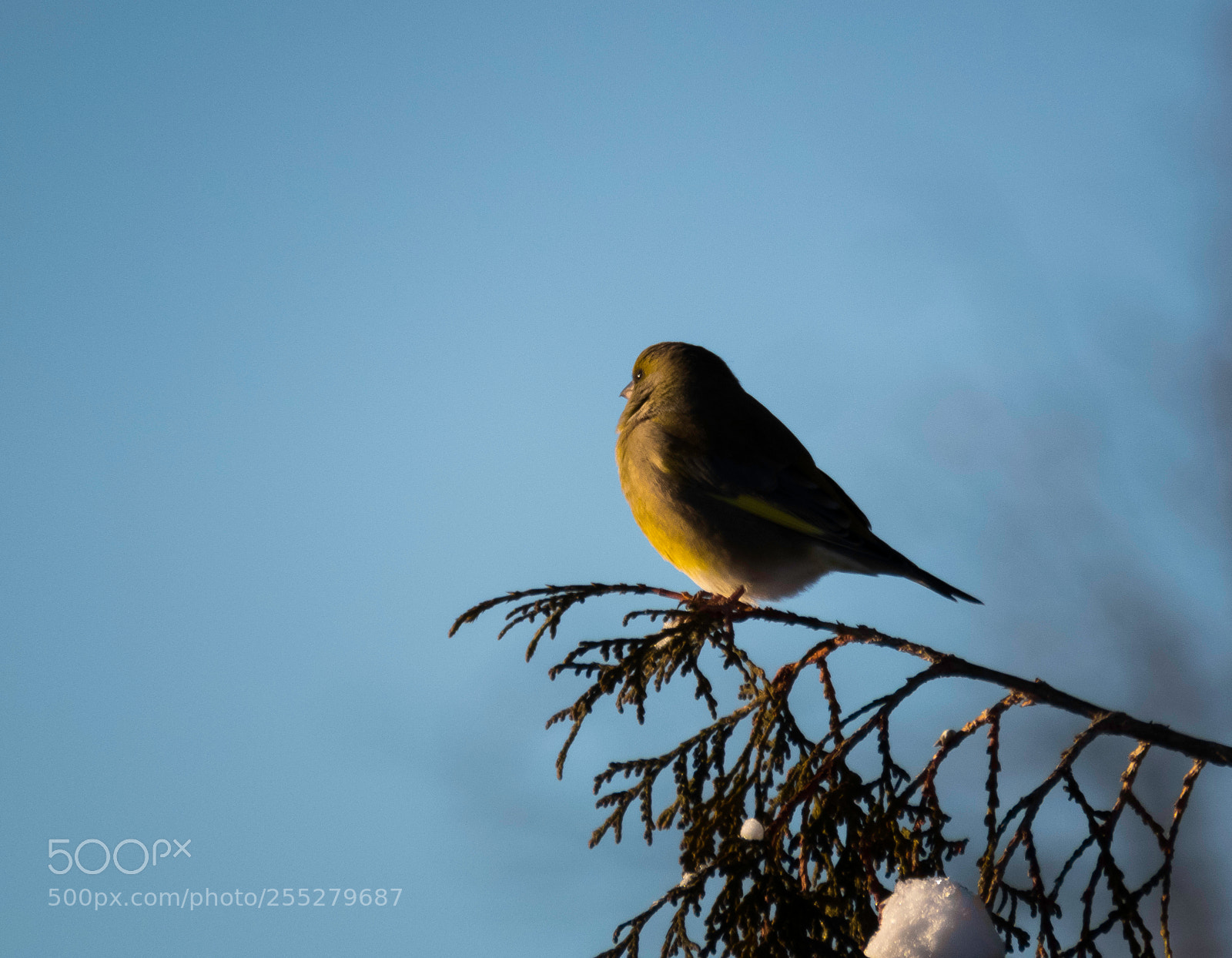 Canon PowerShot SX60 HS sample photo. Greenfinch grnfink o photography