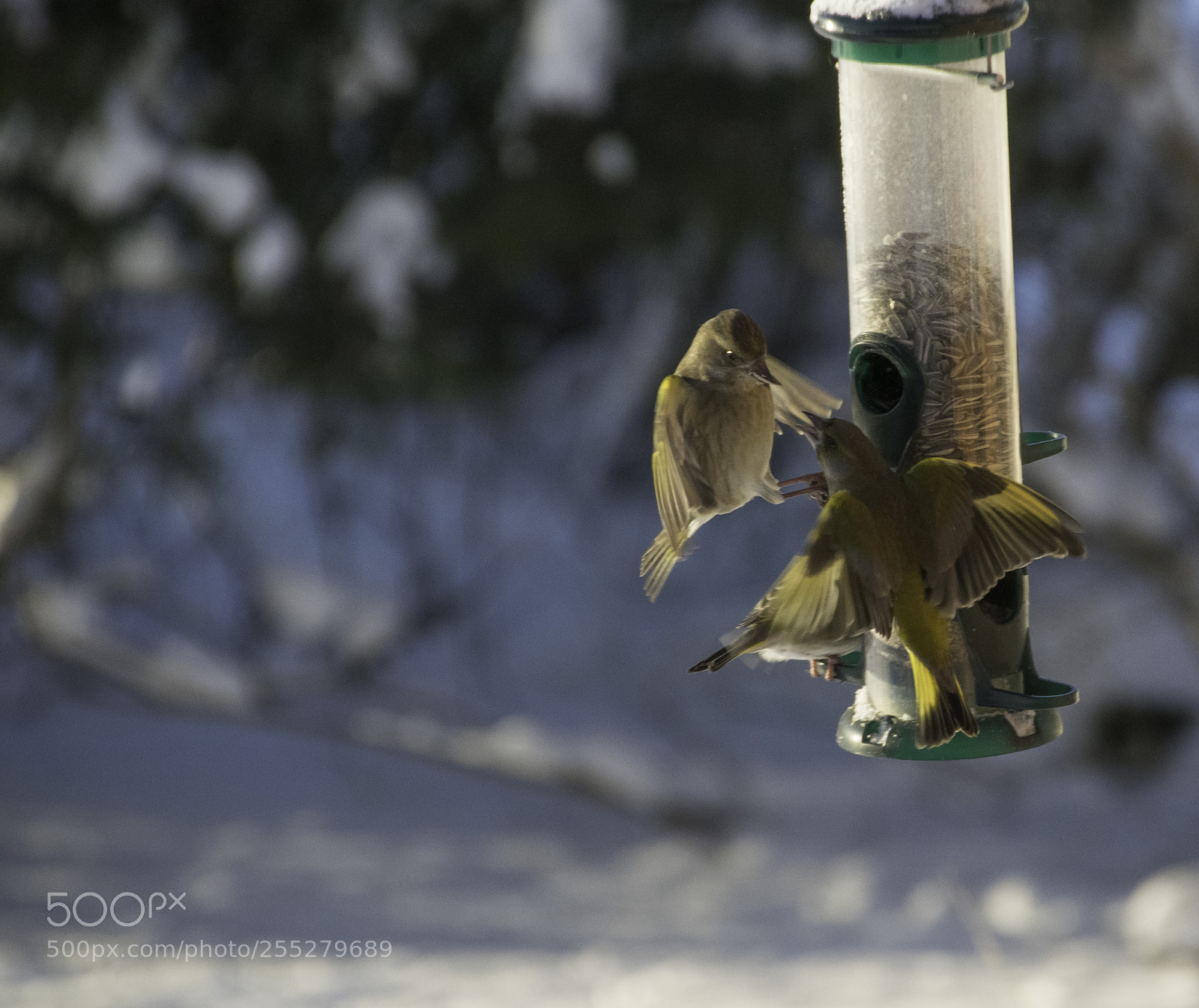 Nikon D5300 sample photo. Greenfinch grnfink o photography