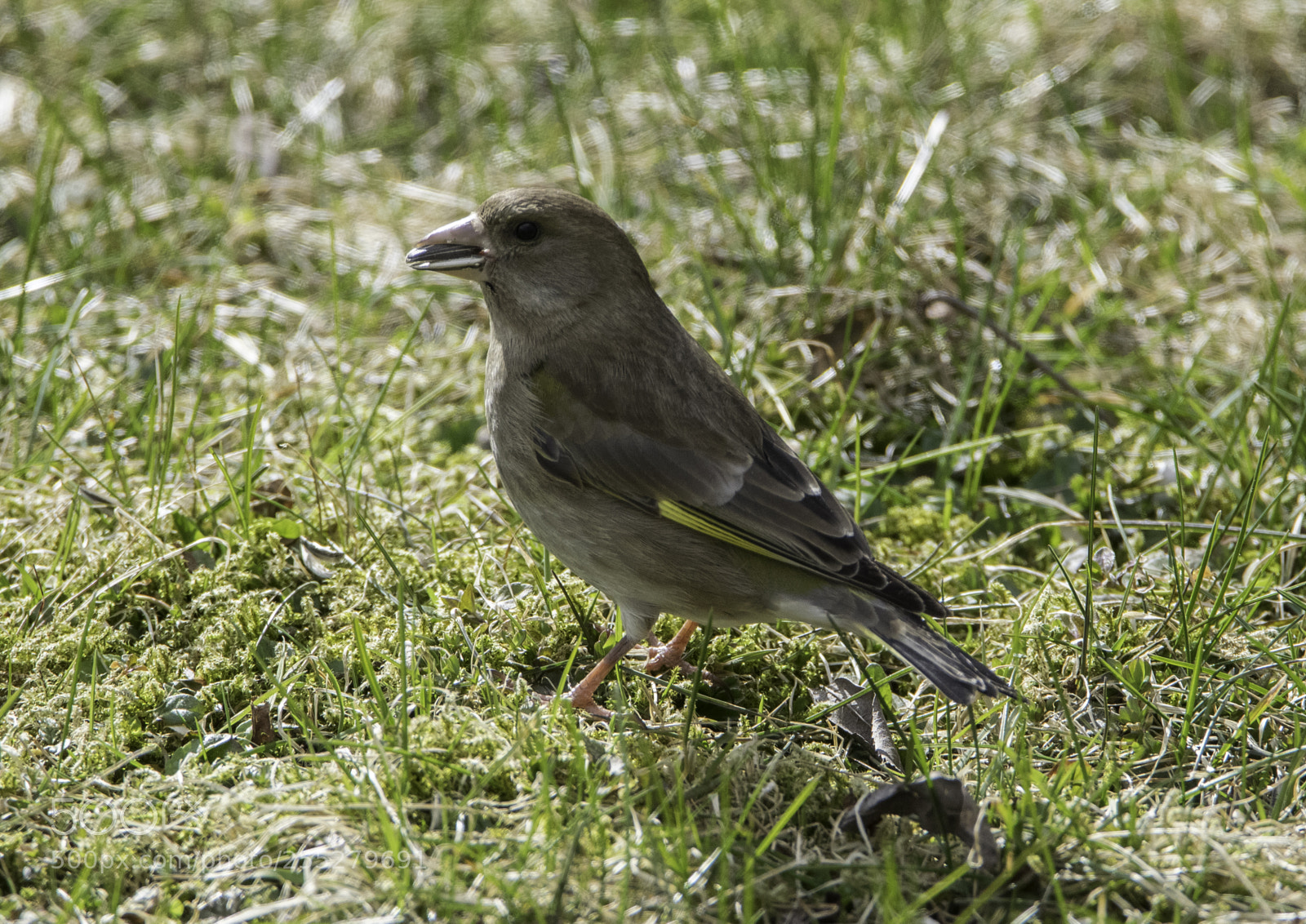 Nikon D5300 sample photo. Greenfinch grnfink o photography