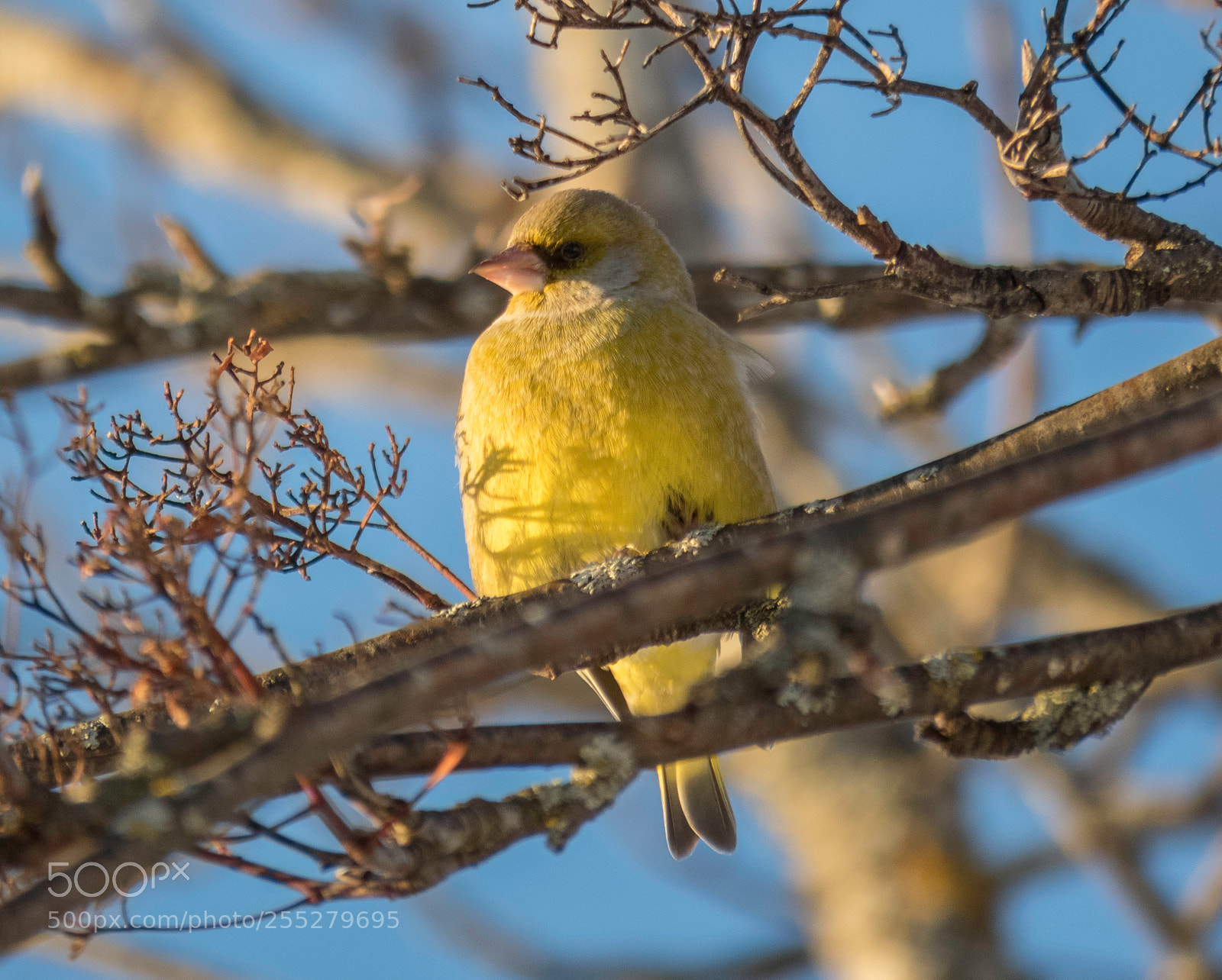 Canon PowerShot SX60 HS sample photo. Greenfinch grnfink o photography