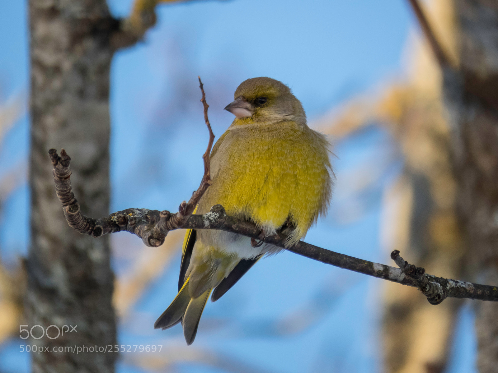 Canon PowerShot SX60 HS sample photo. Greenfinch grnfink o photography