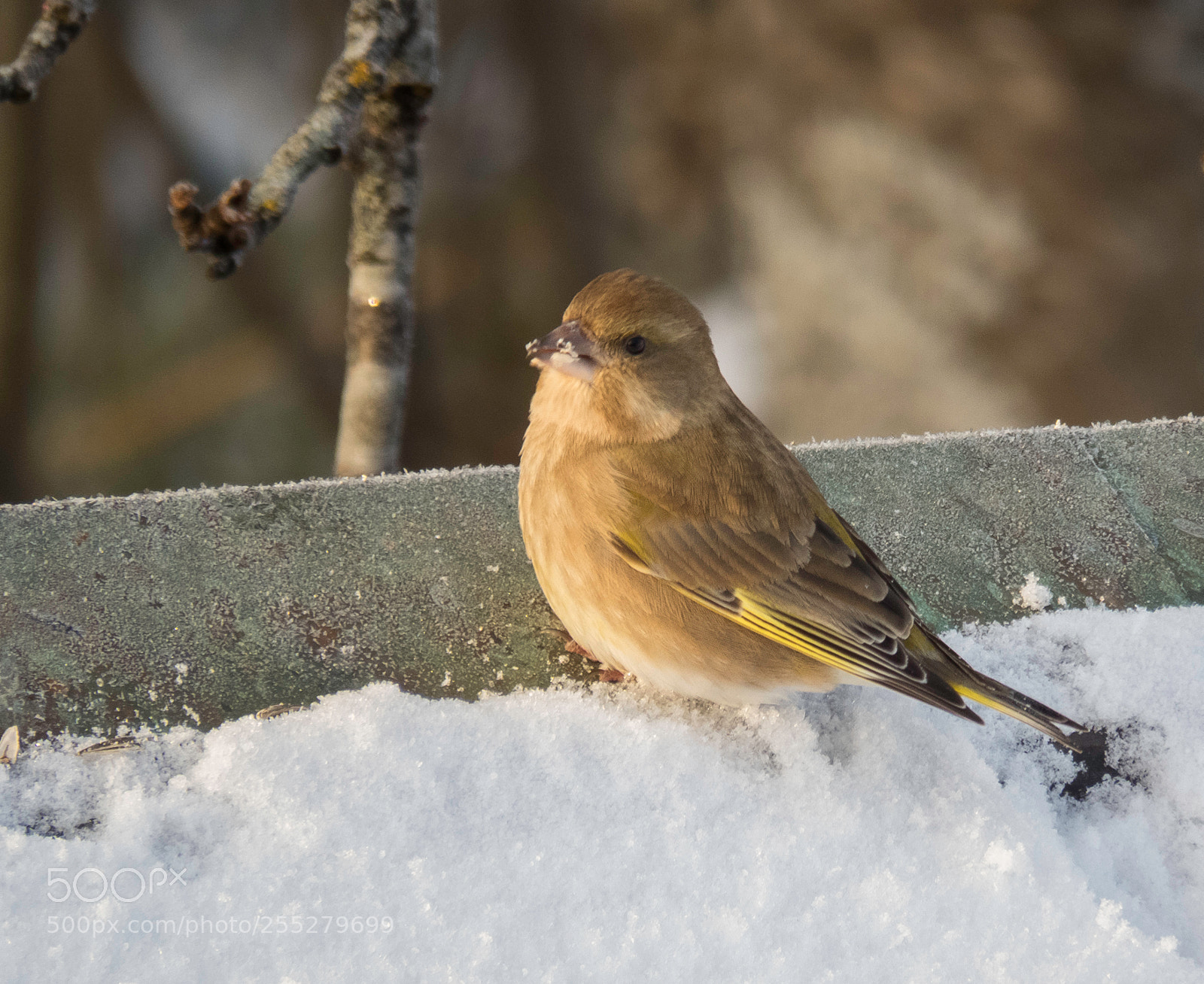 Canon PowerShot SX60 HS sample photo. Greenfinch grnfink o photography