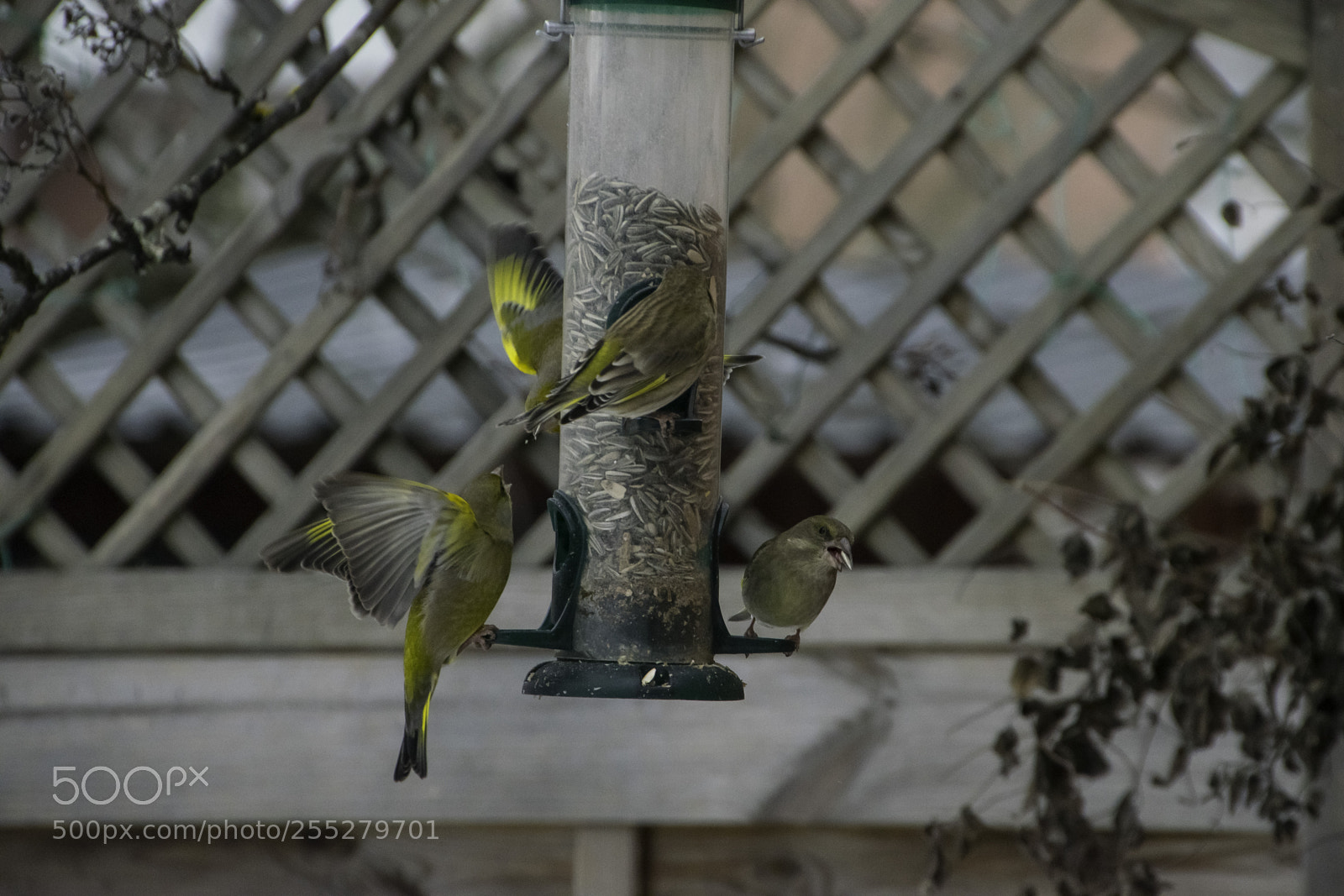 Nikon D5300 sample photo. Greenfinch grnfink o photography