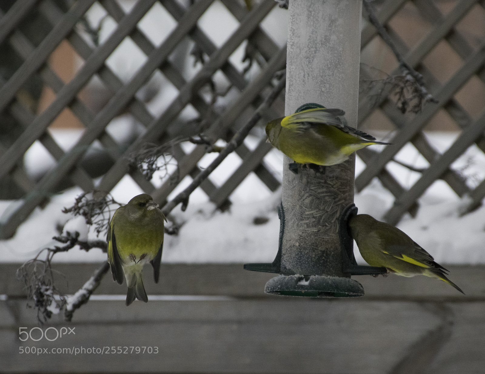 Nikon D5300 sample photo. Greenfinch grnfink o photography