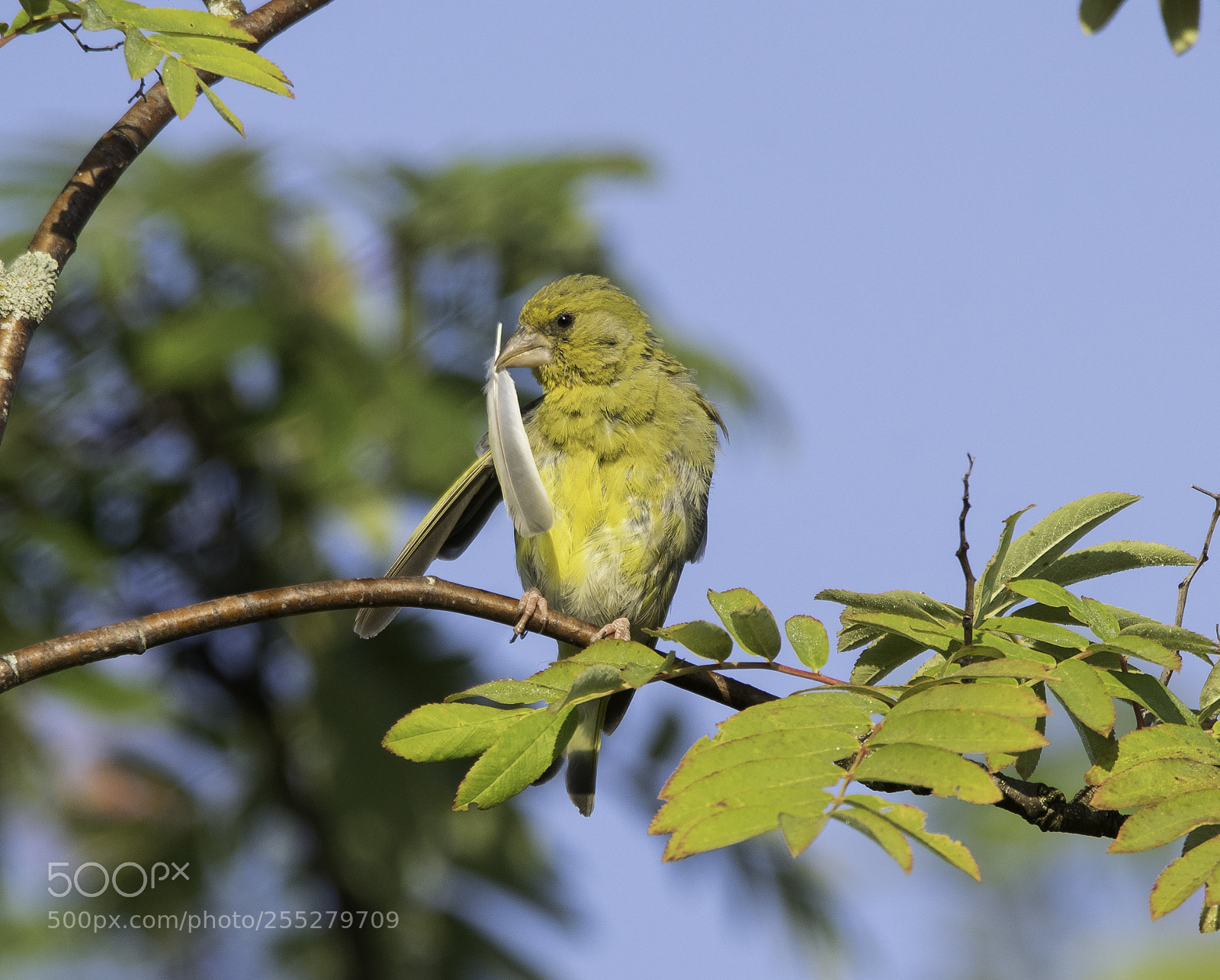 Nikon D5300 sample photo. Greenfinch grnfink o photography