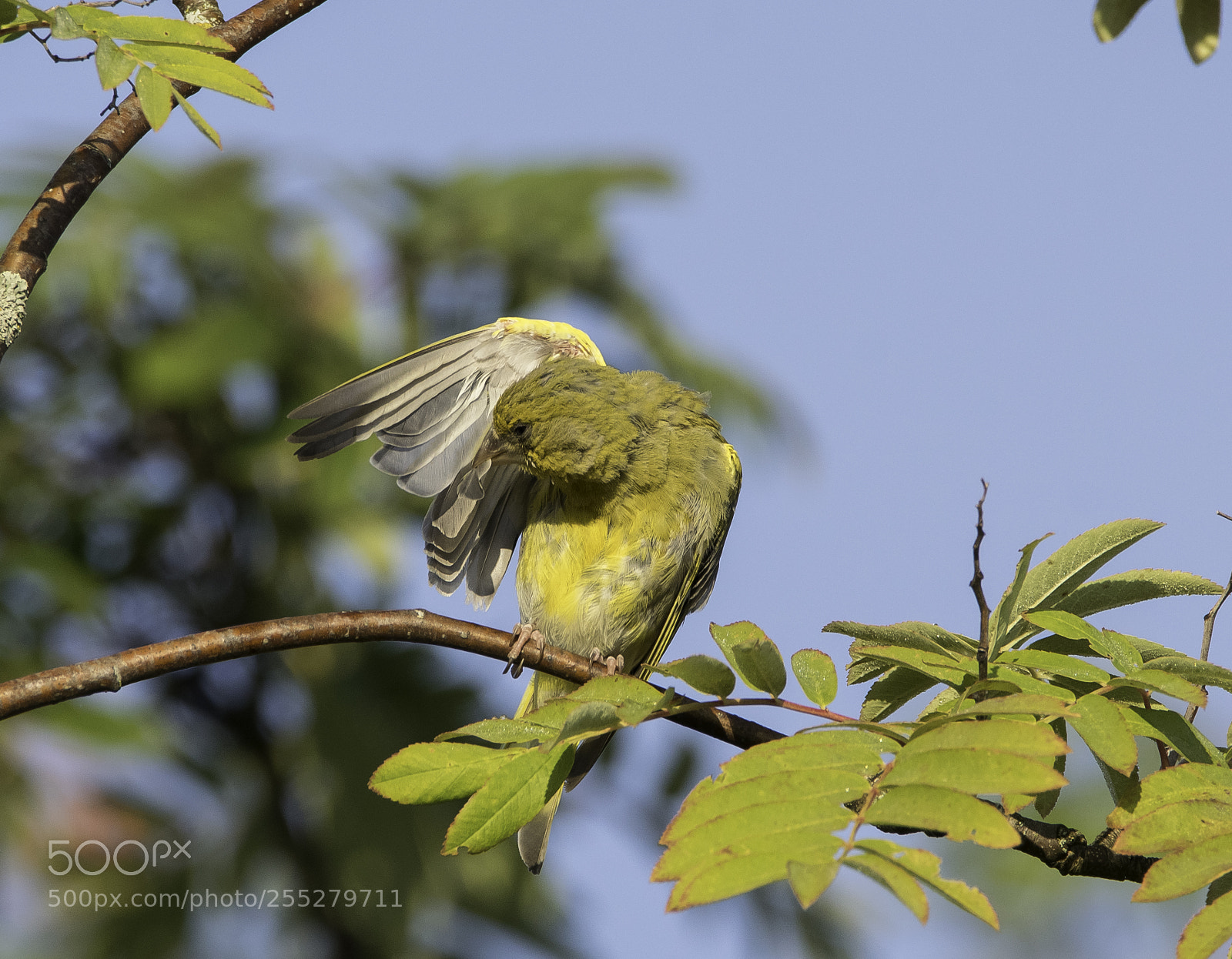 Nikon D5300 sample photo. Greenfinch grnfink o photography