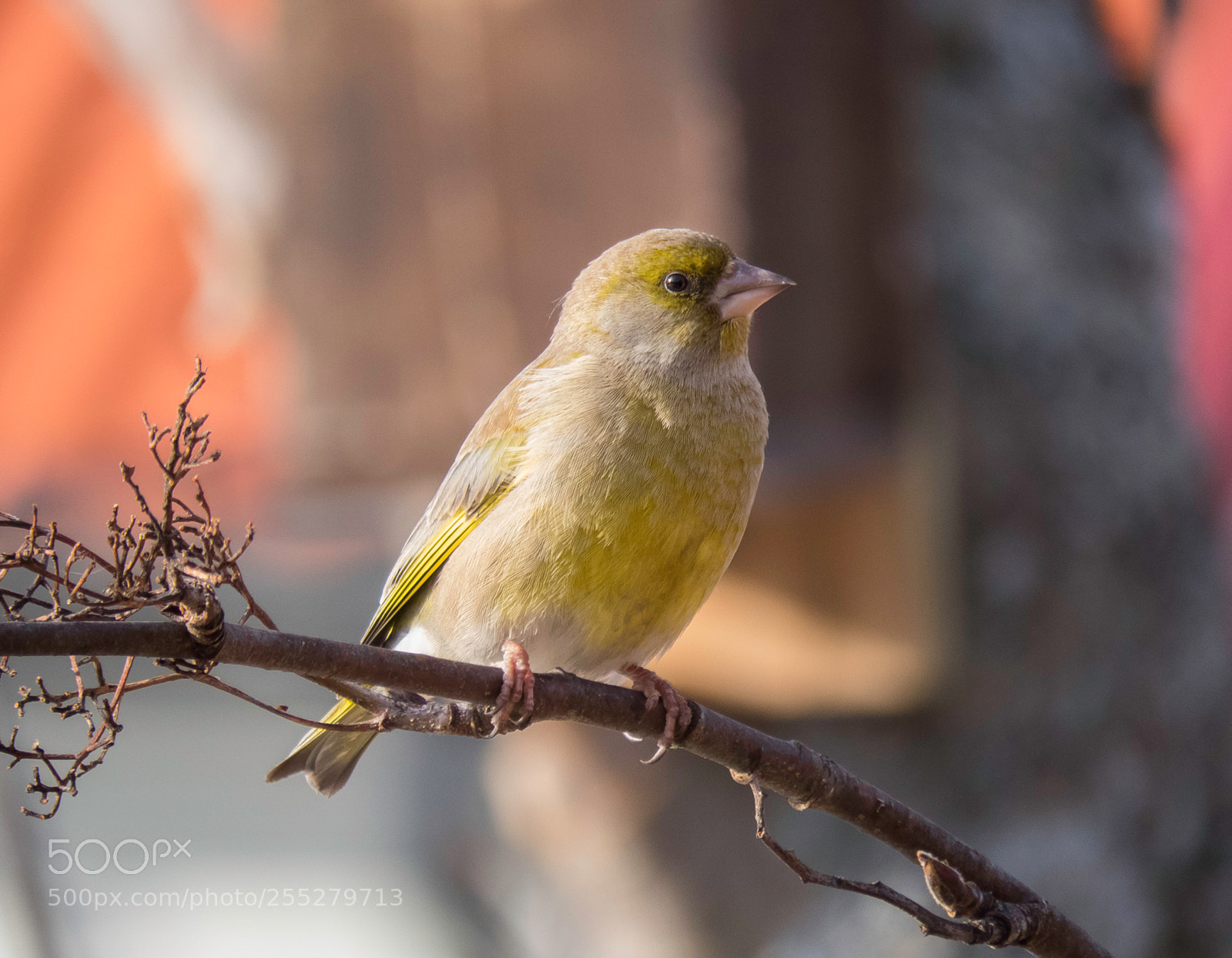 Canon PowerShot SX60 HS sample photo. Greenfinch grnfink o photography