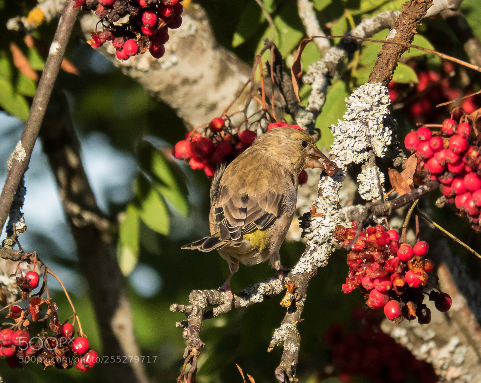 Canon PowerShot SX60 HS sample photo. Greenfinch grnfink o photography