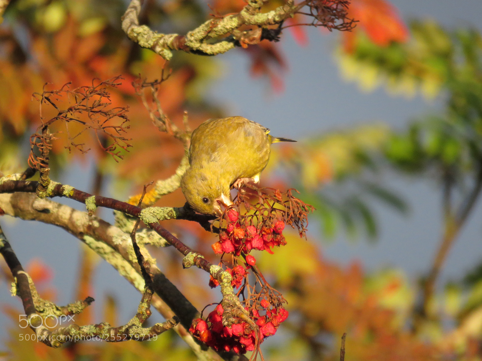 Canon PowerShot SX60 HS sample photo. Greenfinch grnfink o photography