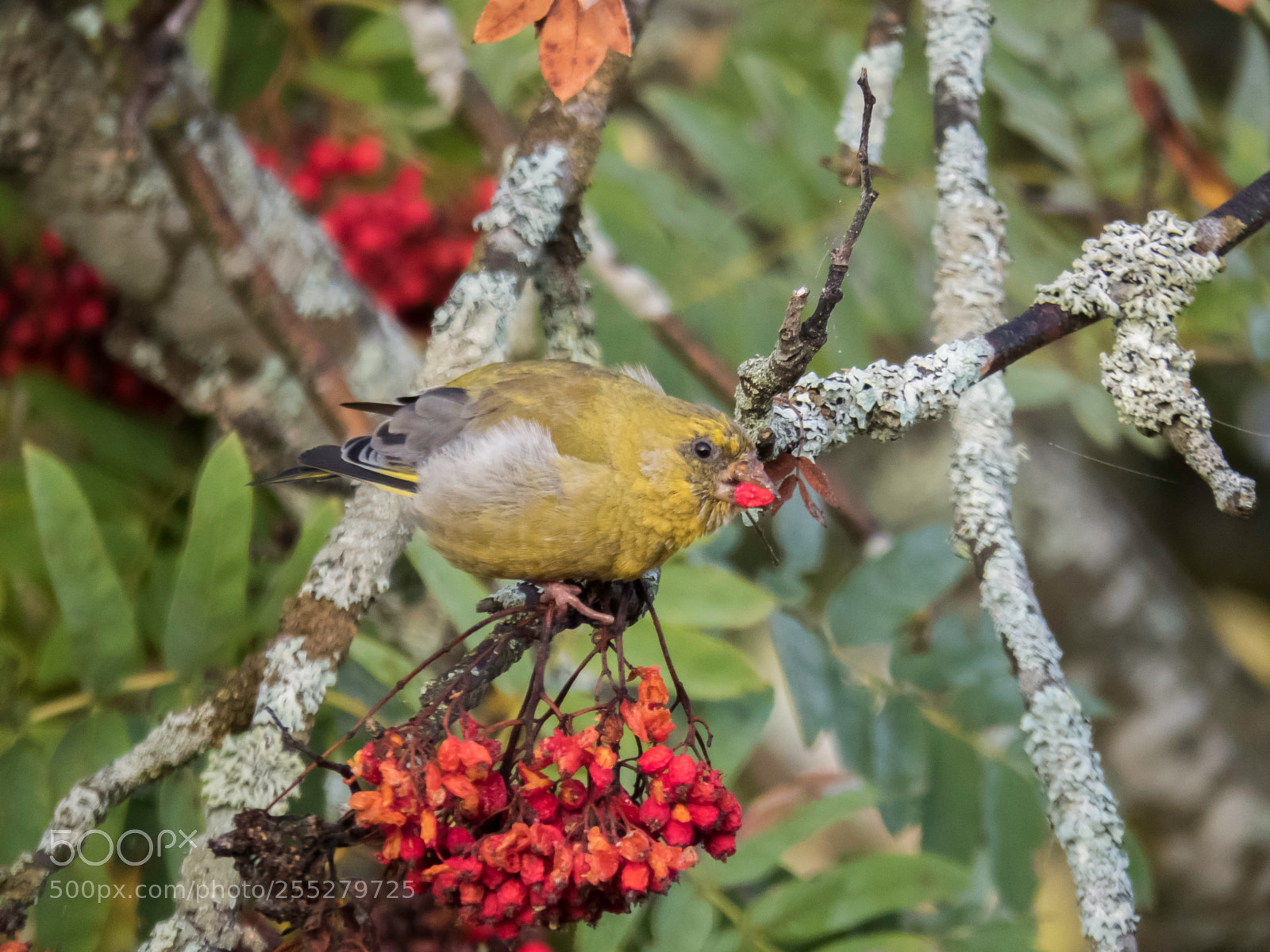 Canon PowerShot SX60 HS sample photo. Greenfinch grnfink o photography